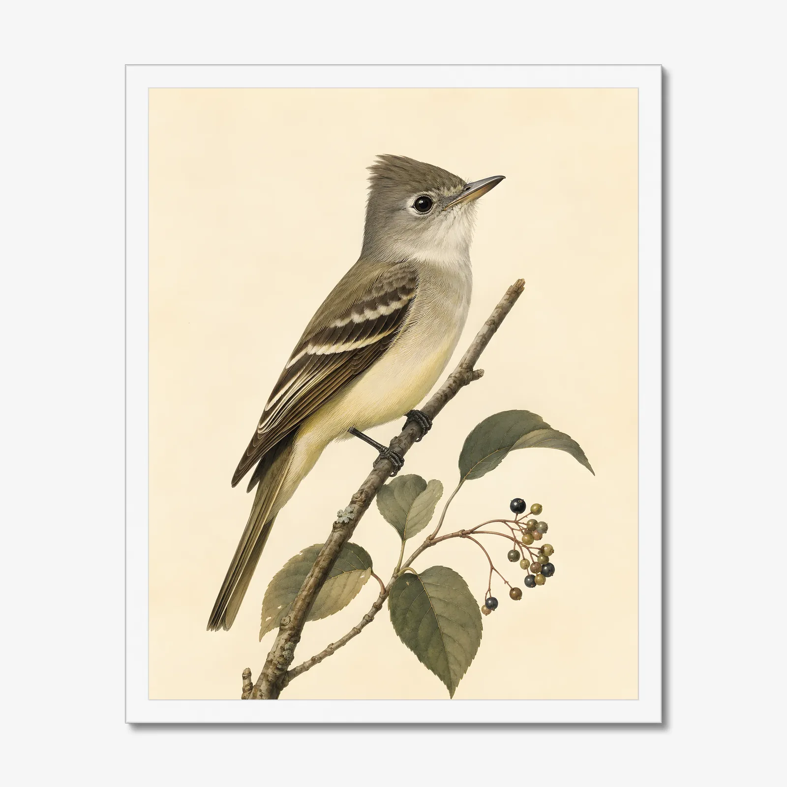 Acadian Flycatcher Print in a white frame