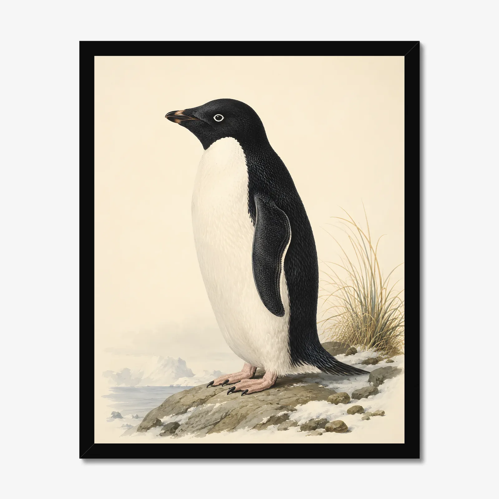 Adelie Penguin Print in a black frame