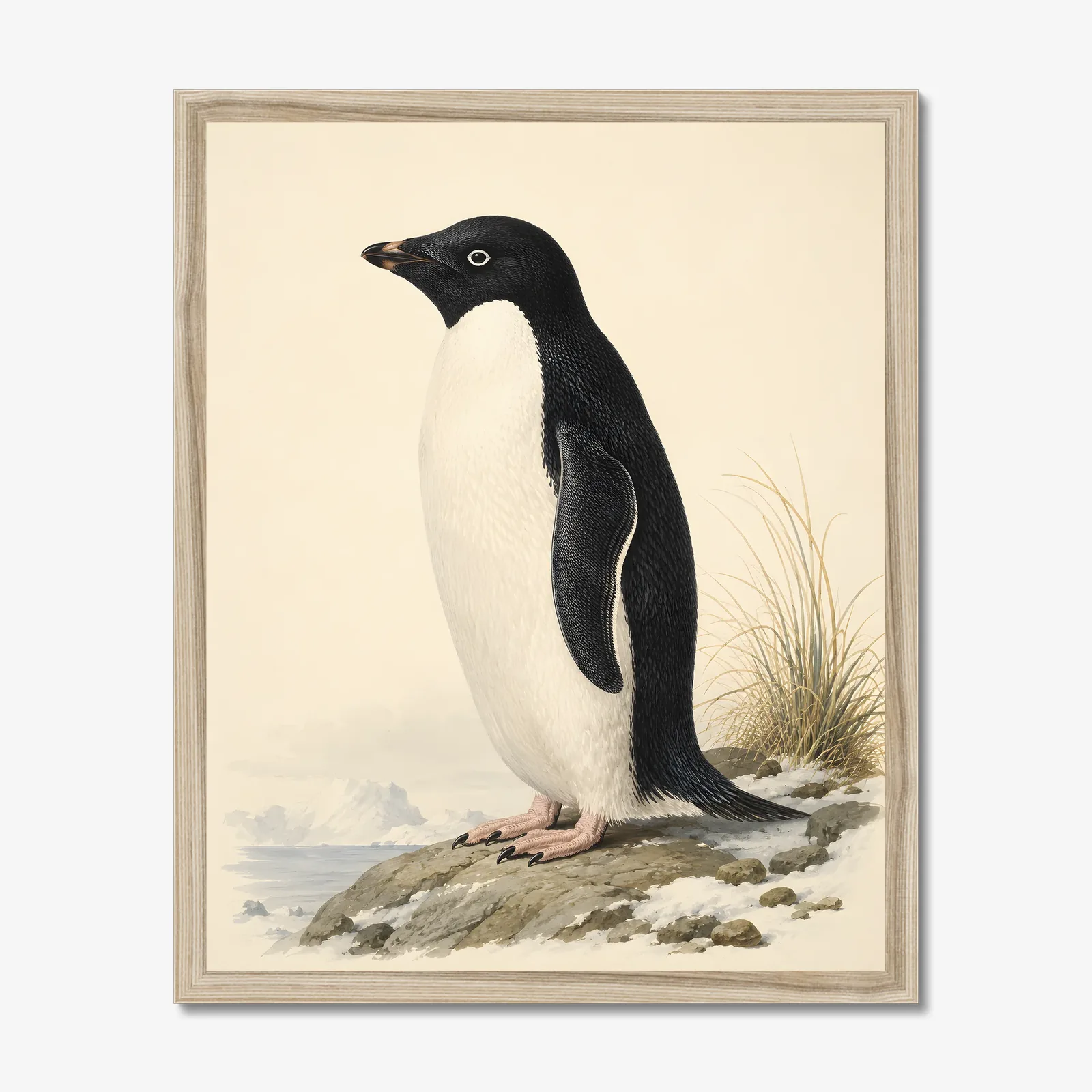 Adelie Penguin Print shown as a fine-art print