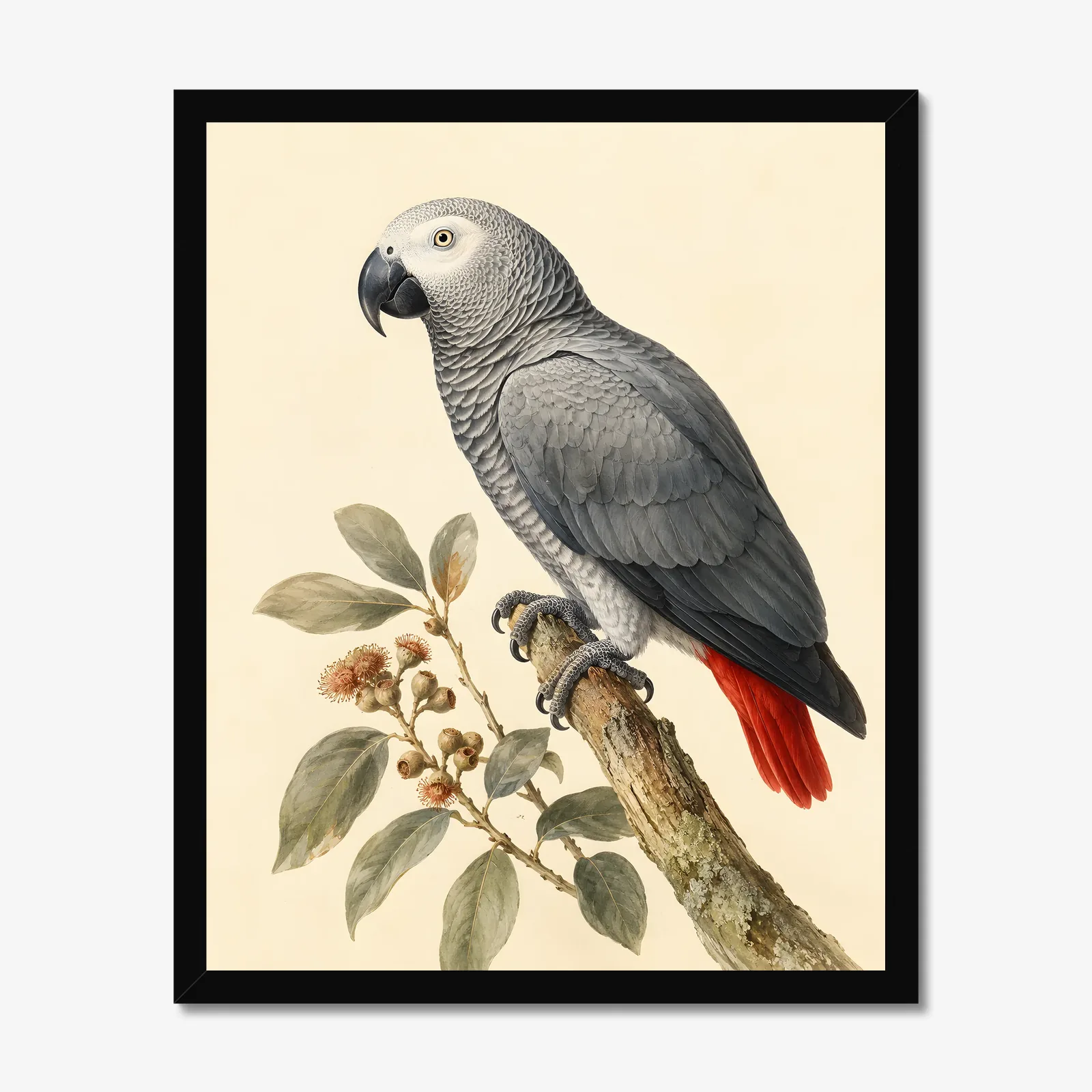 African Grey Parrot Print in a black frame