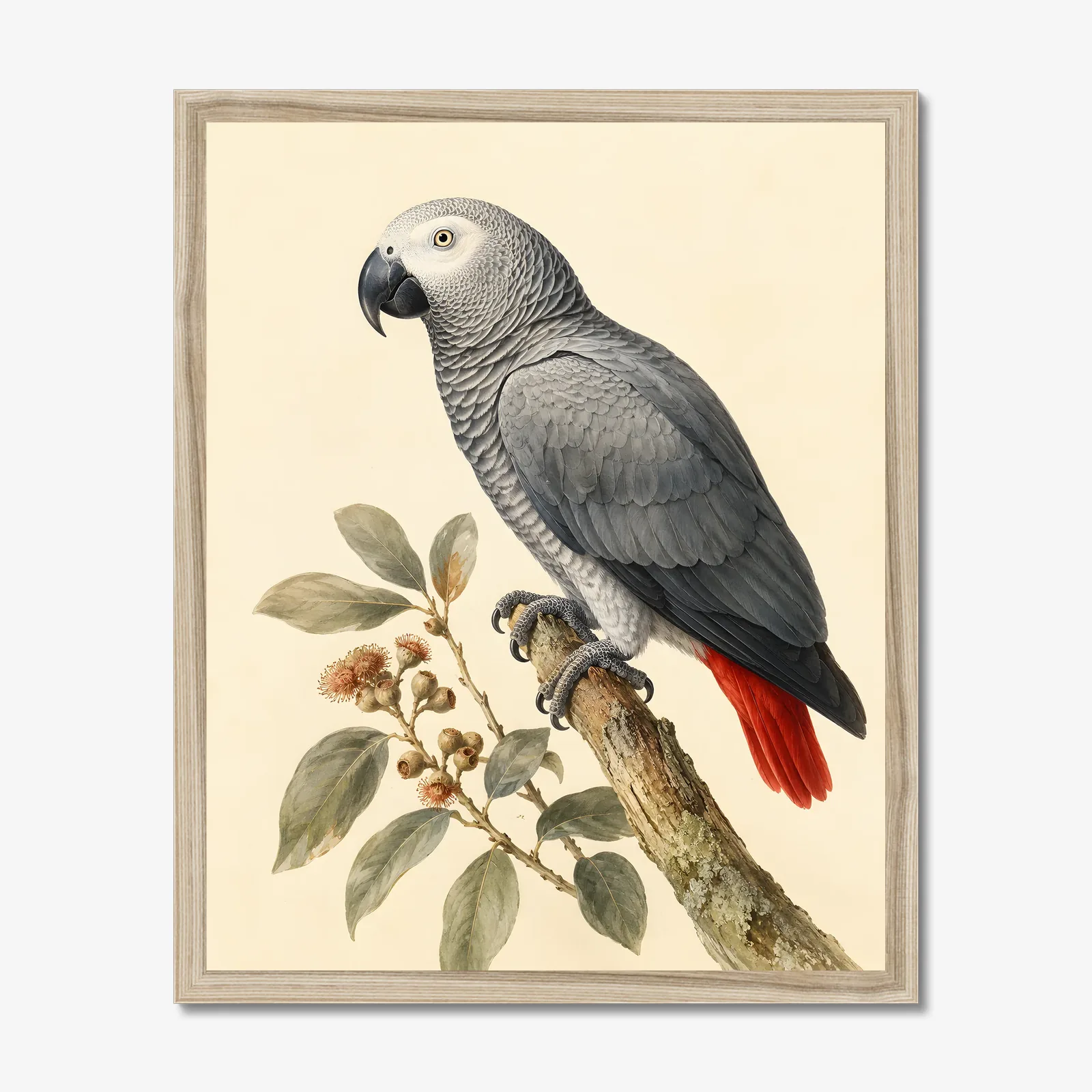 African Grey Parrot Print shown as a fine-art print