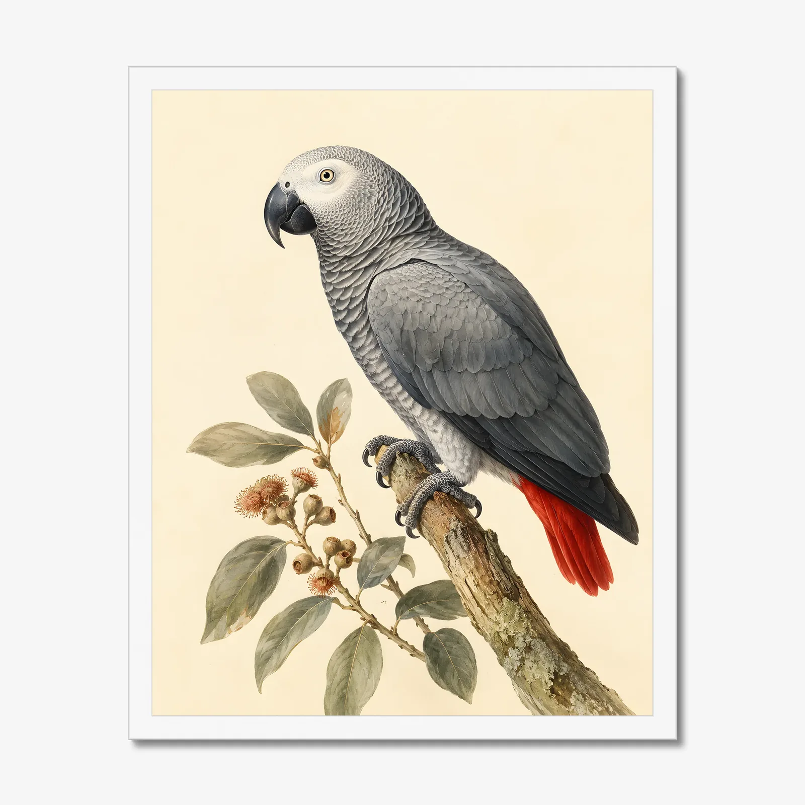African Grey Parrot Print in a white frame