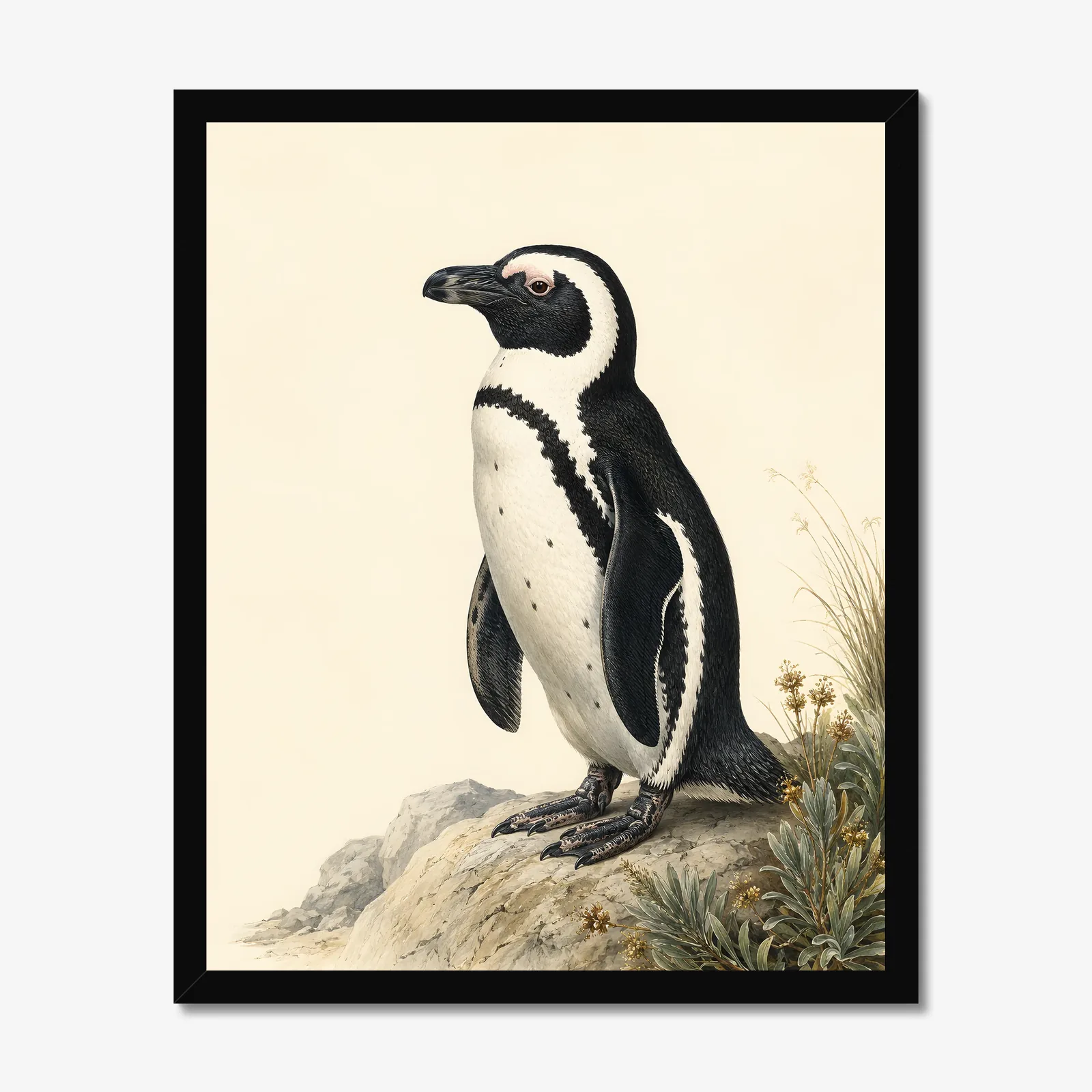 African Penguin Print in a black frame