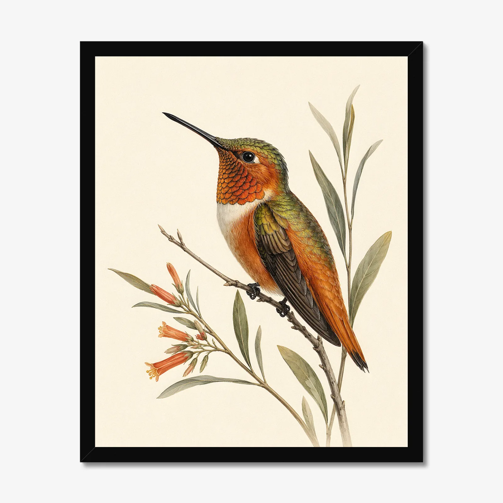 Allen's Hummingbird Print in a black frame