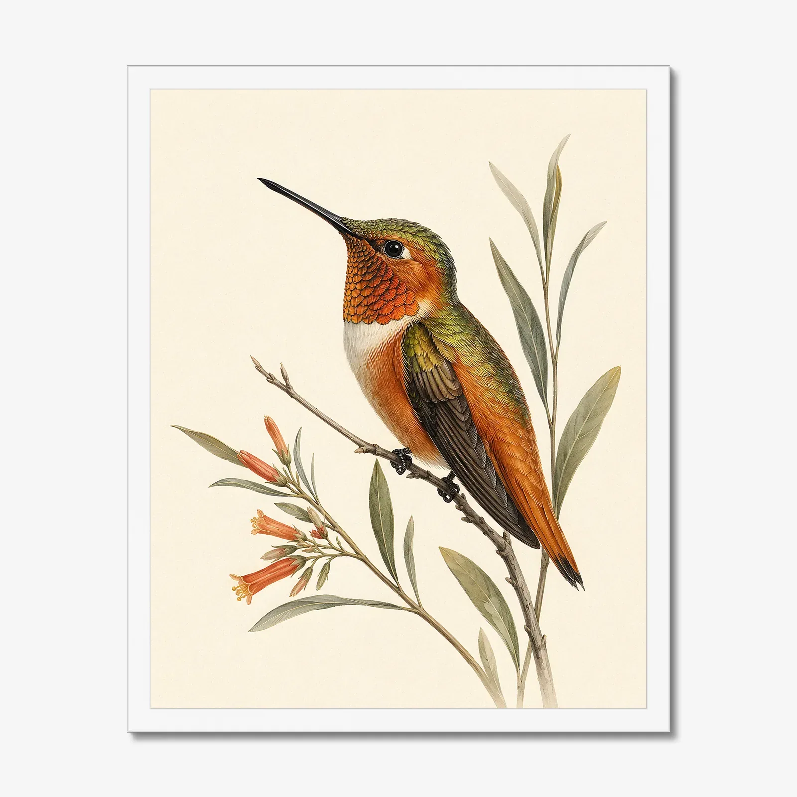 Allen's Hummingbird Print in a white frame