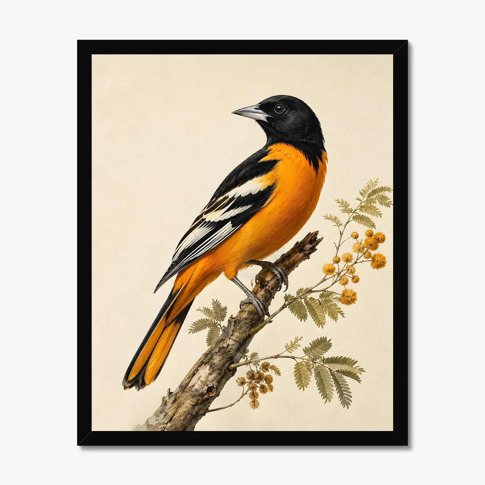 Altamira Oriole Print in a black frame
