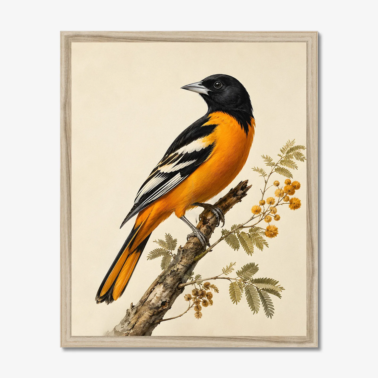Altamira Oriole Print in a natural frame