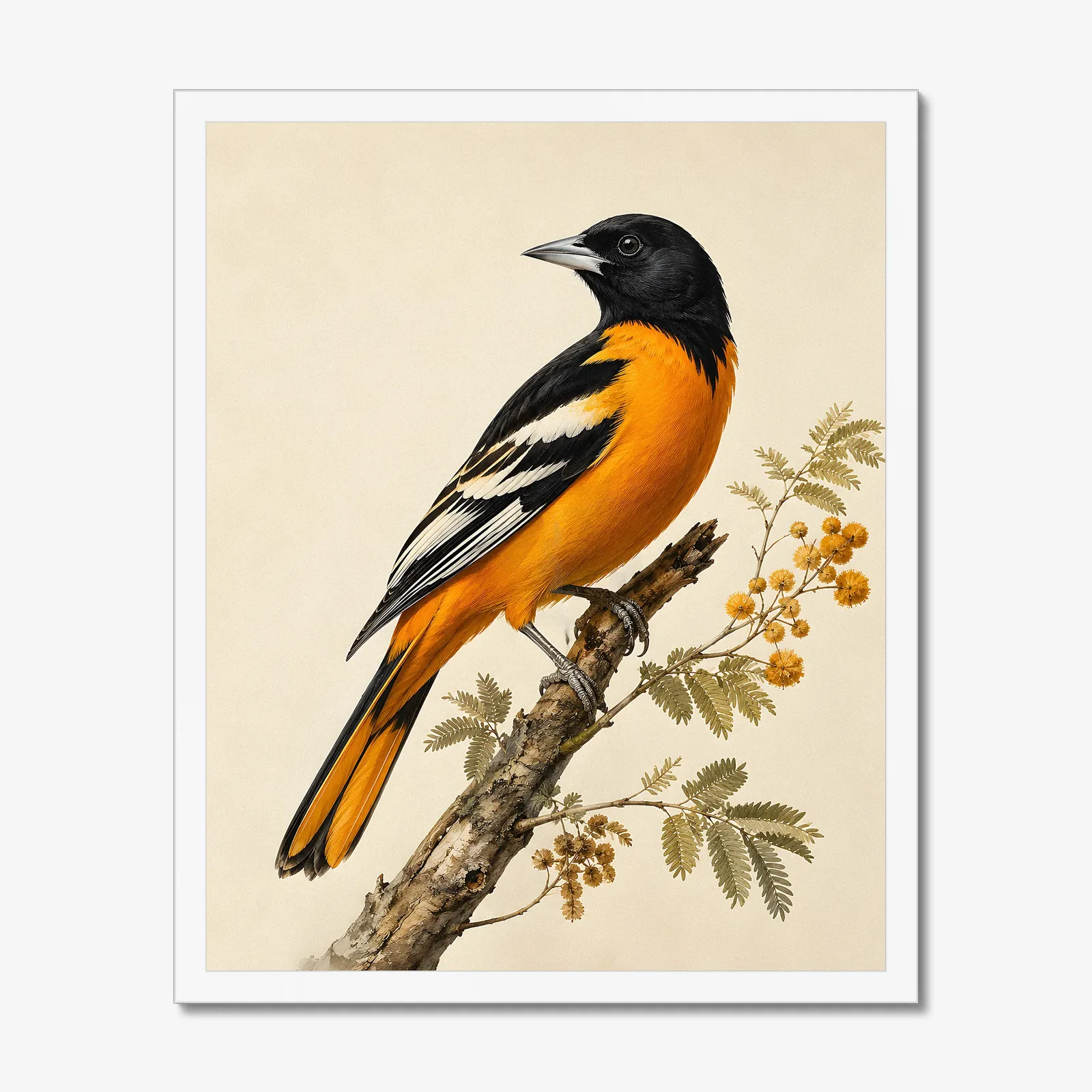 Altamira Oriole Print in a white frame