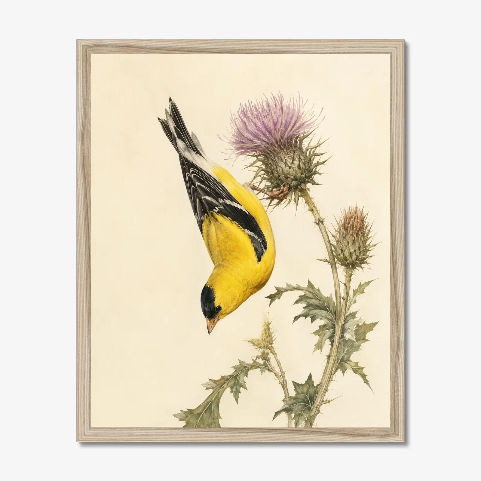 American Goldfinch Print shown as a fine-art print