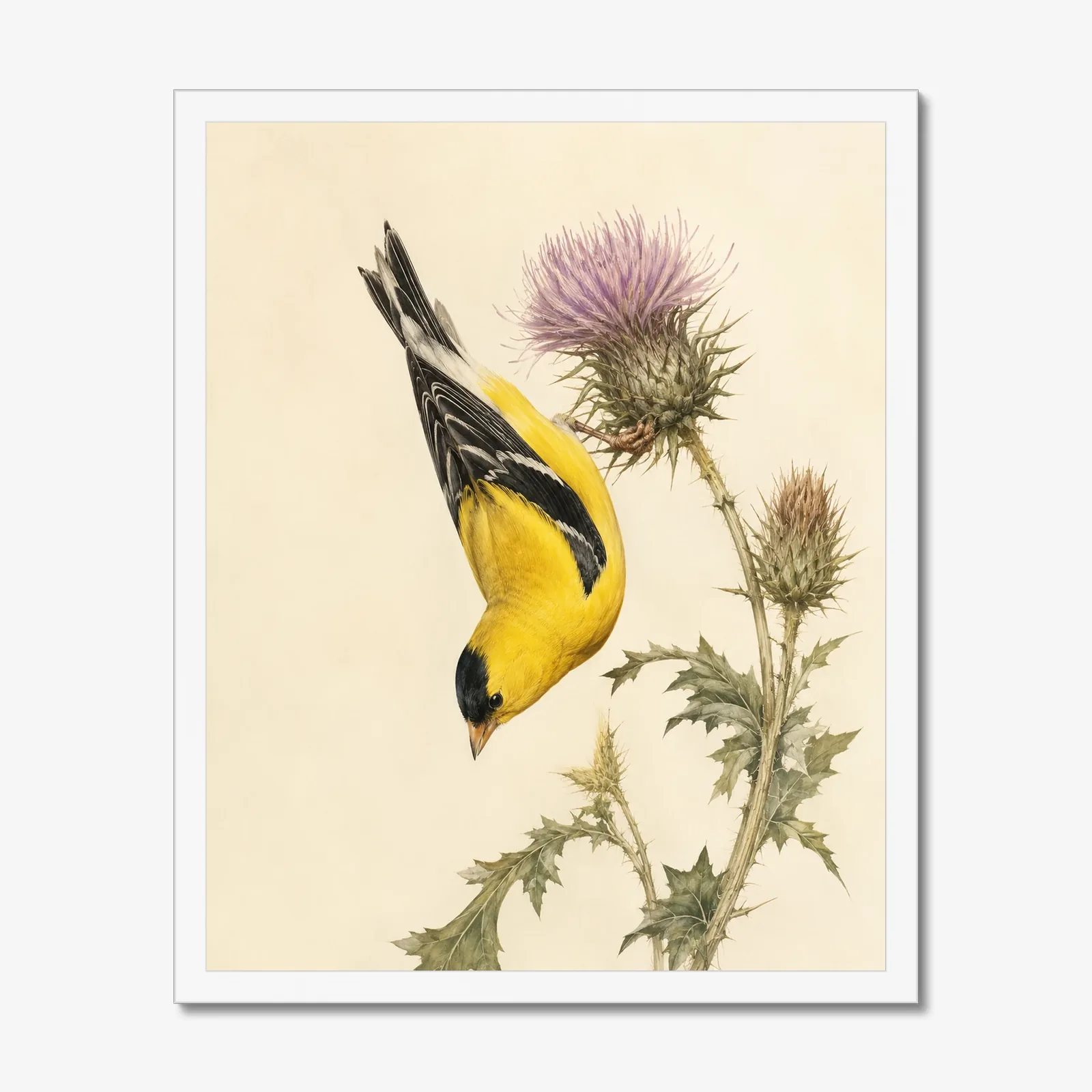 American Goldfinch Print in a white frame