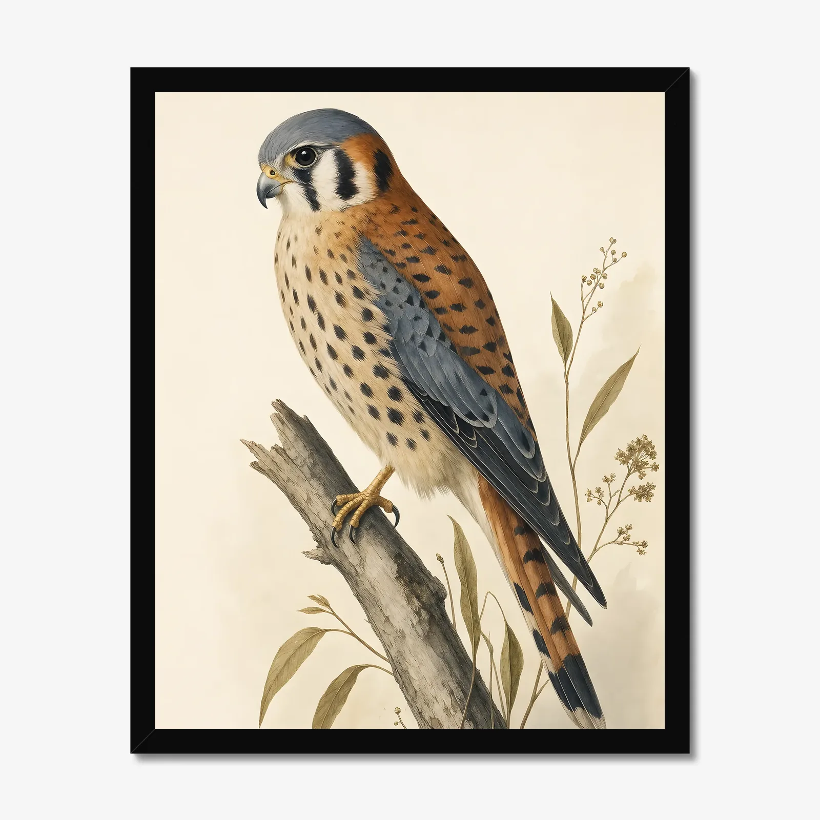 American Kestrel Print in a black frame