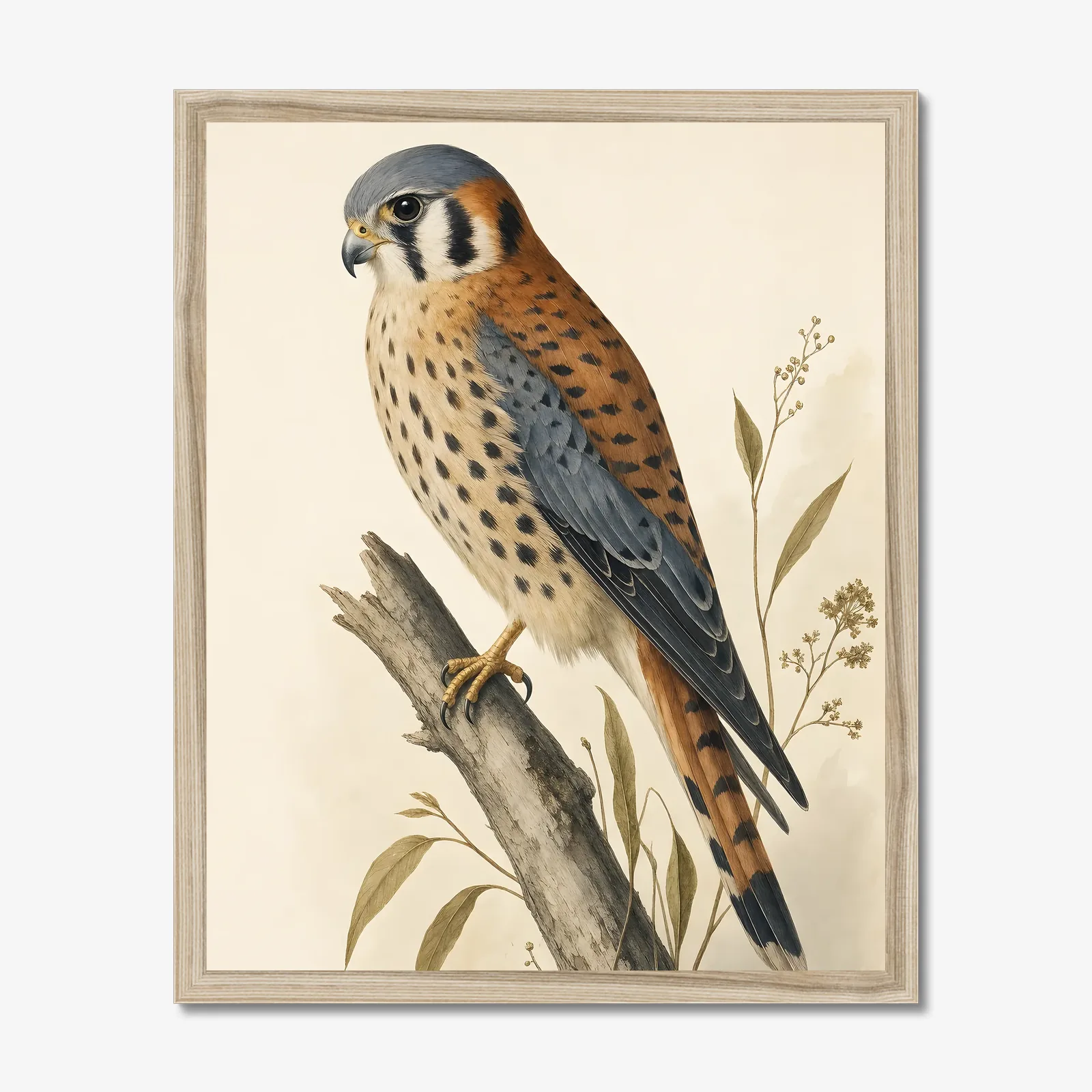 American Kestrel Print in a natural frame