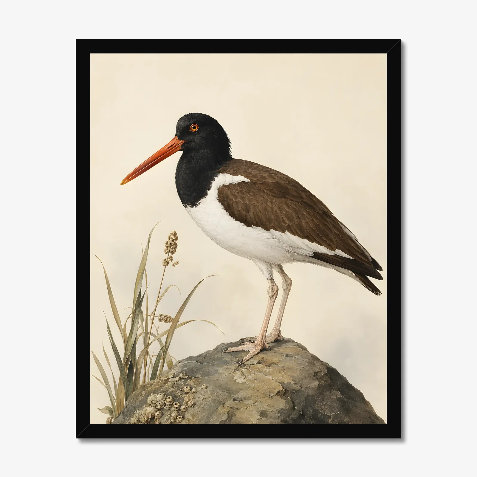 American Oystercatcher Print in a black frame