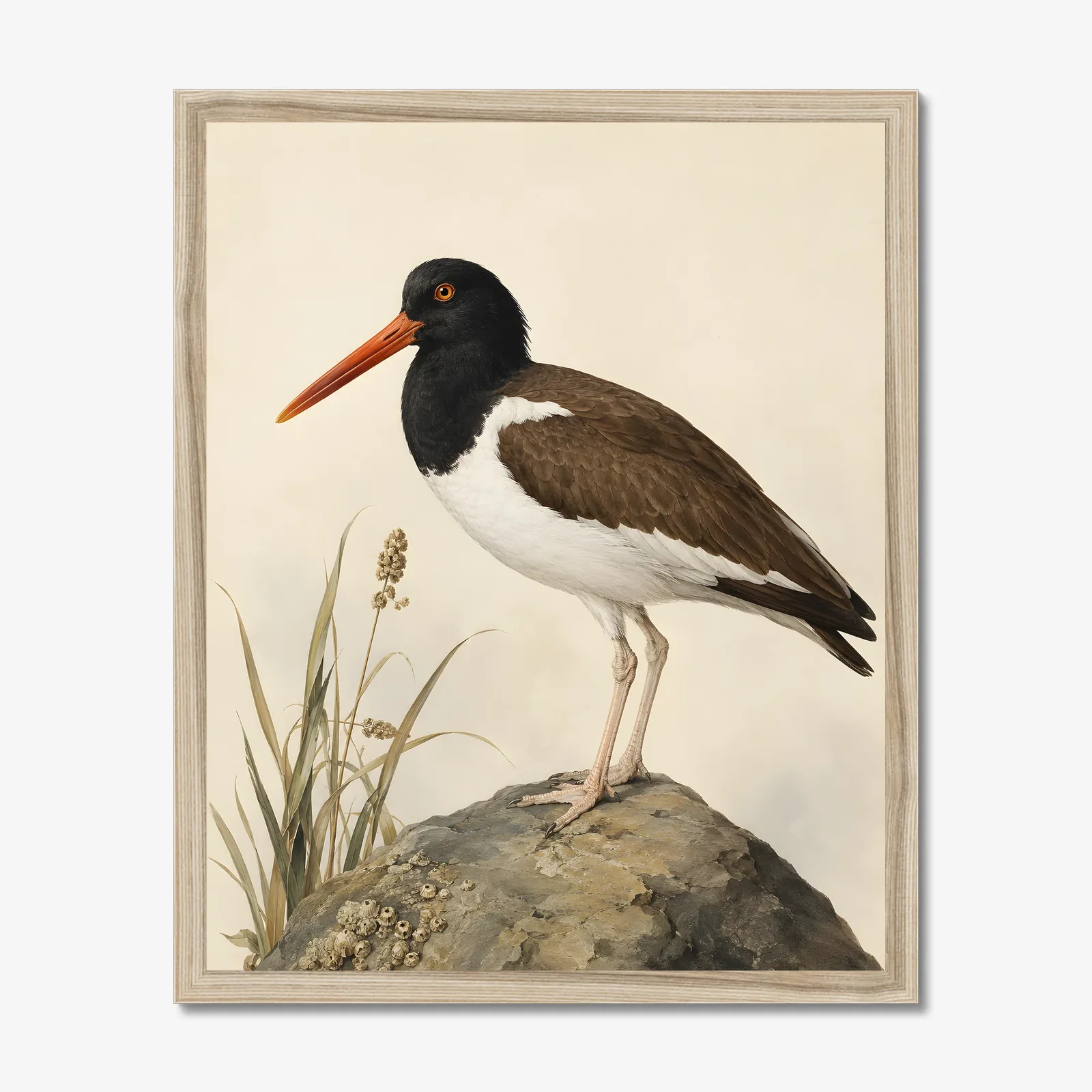 American Oystercatcher Print in a natural frame