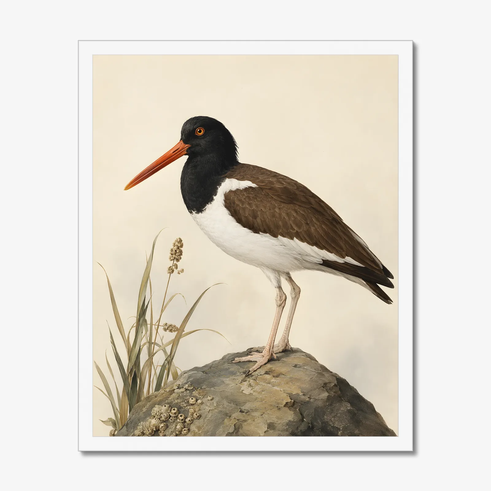 American Oystercatcher Print in a white frame