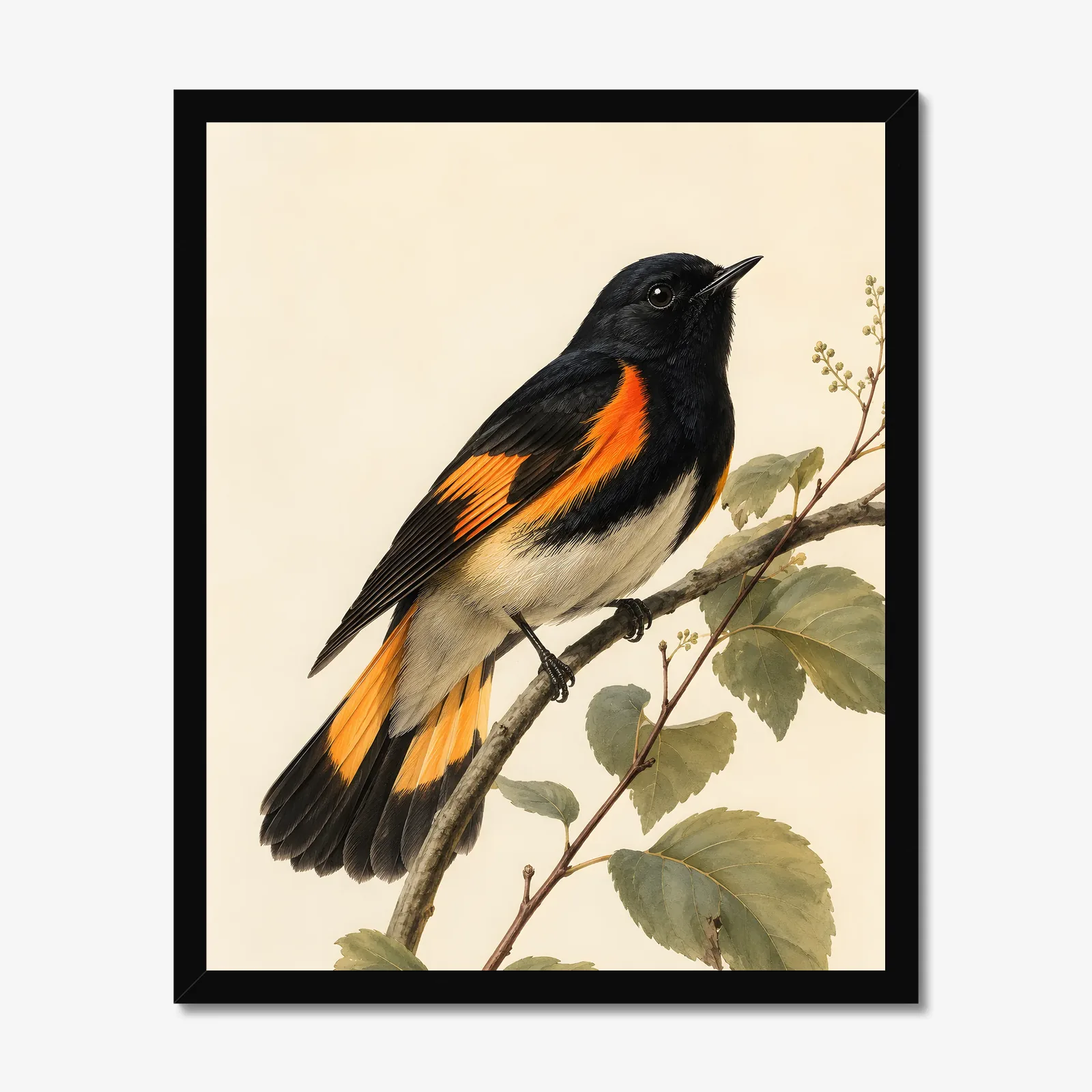 American Redstart Print in a black frame