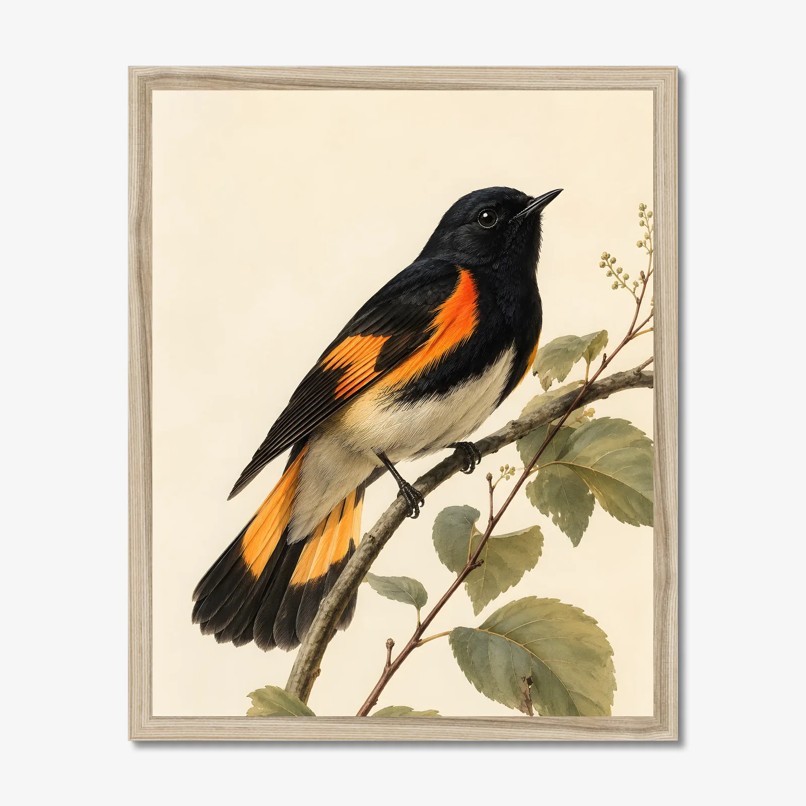 American Redstart Print in a natural frame