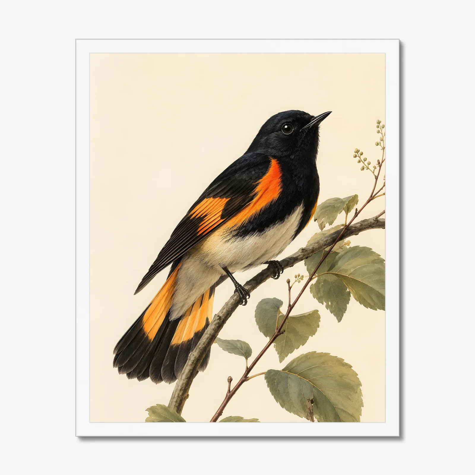 American Redstart Print in a white frame