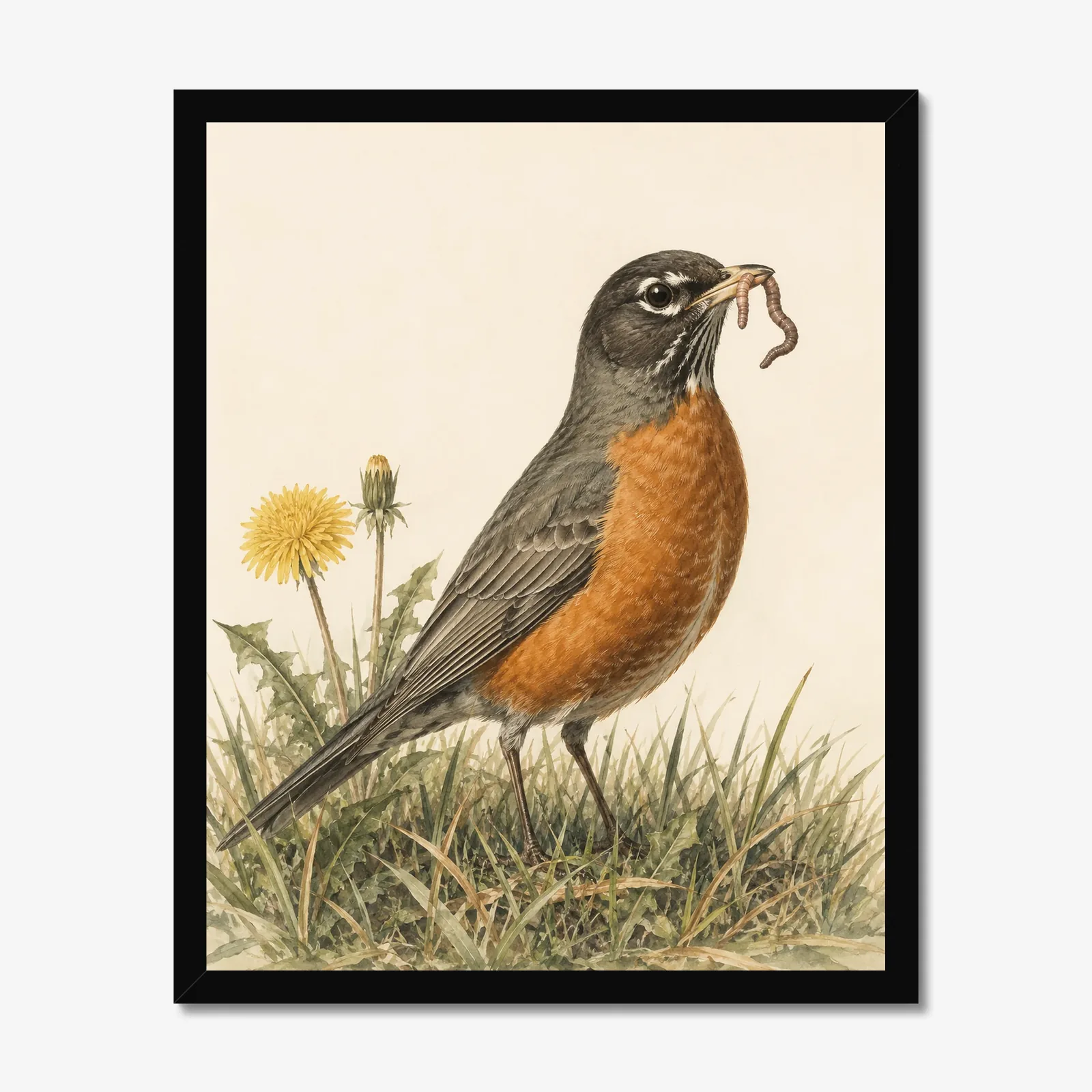American Robin Print in a black frame
