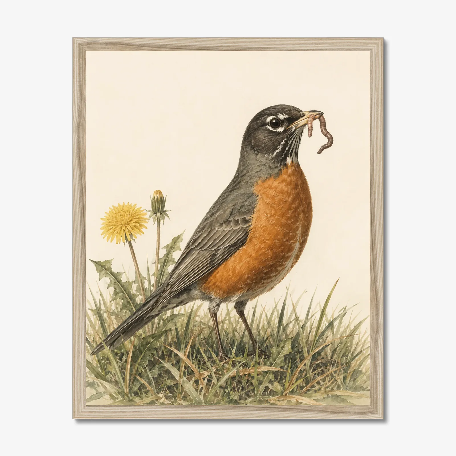 American Robin Print shown as a fine-art print