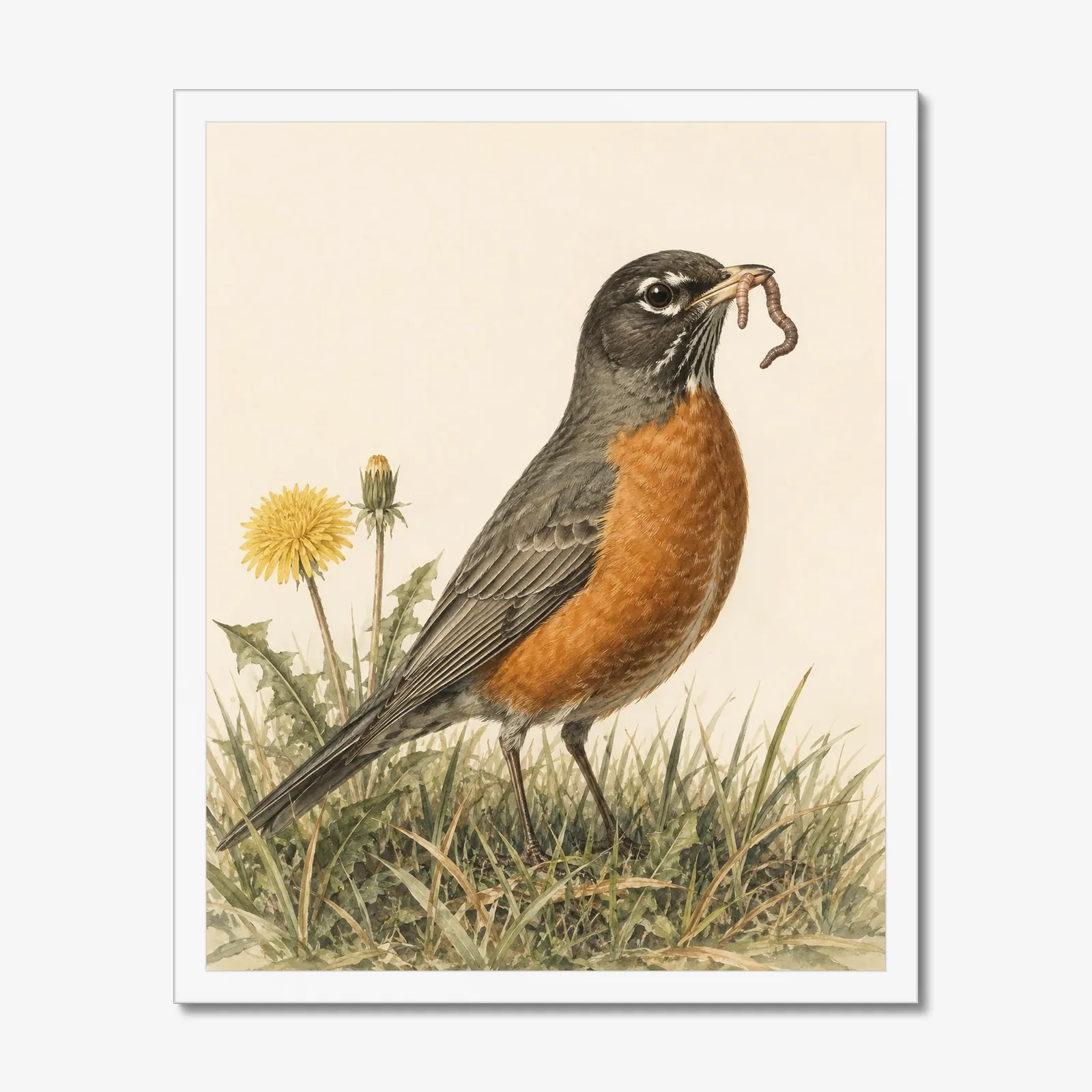 American Robin Print in a white frame