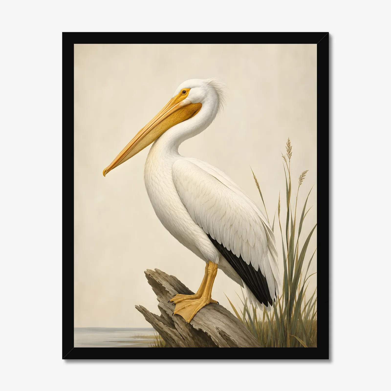 American White Pelican Print in a black frame