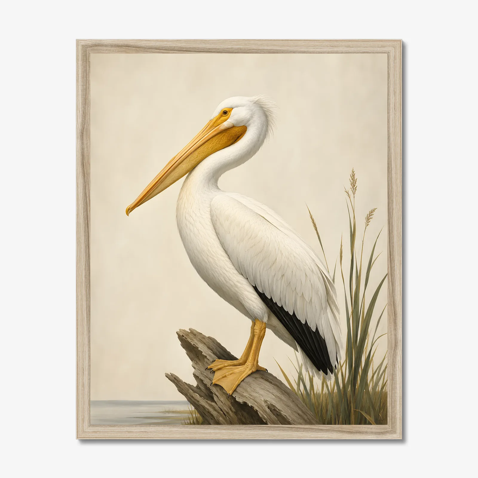 American White Pelican Print in a natural frame