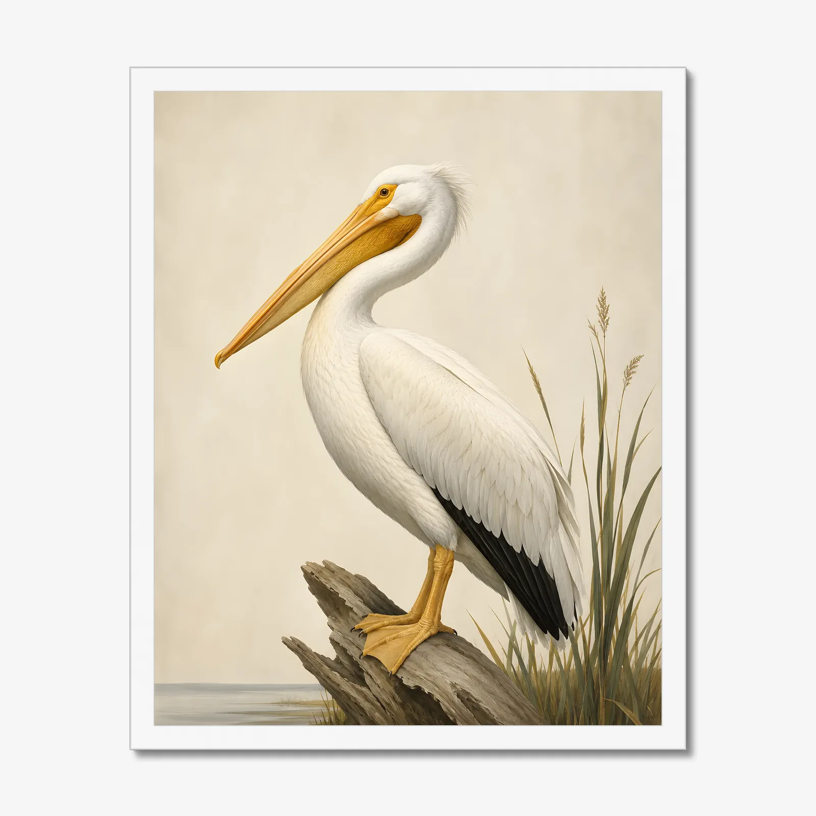American White Pelican Print in a white frame