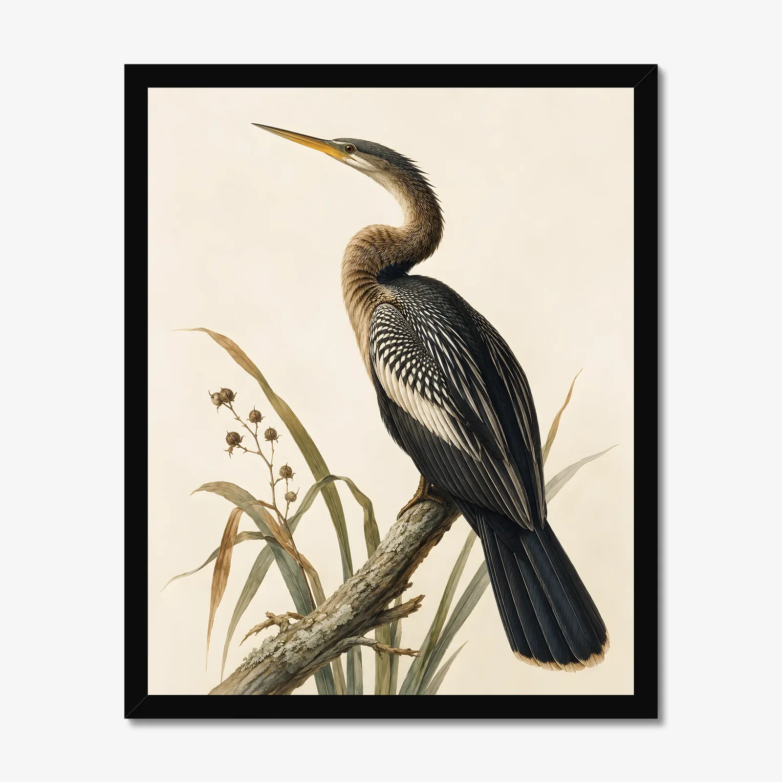 Anhinga Print in a black frame