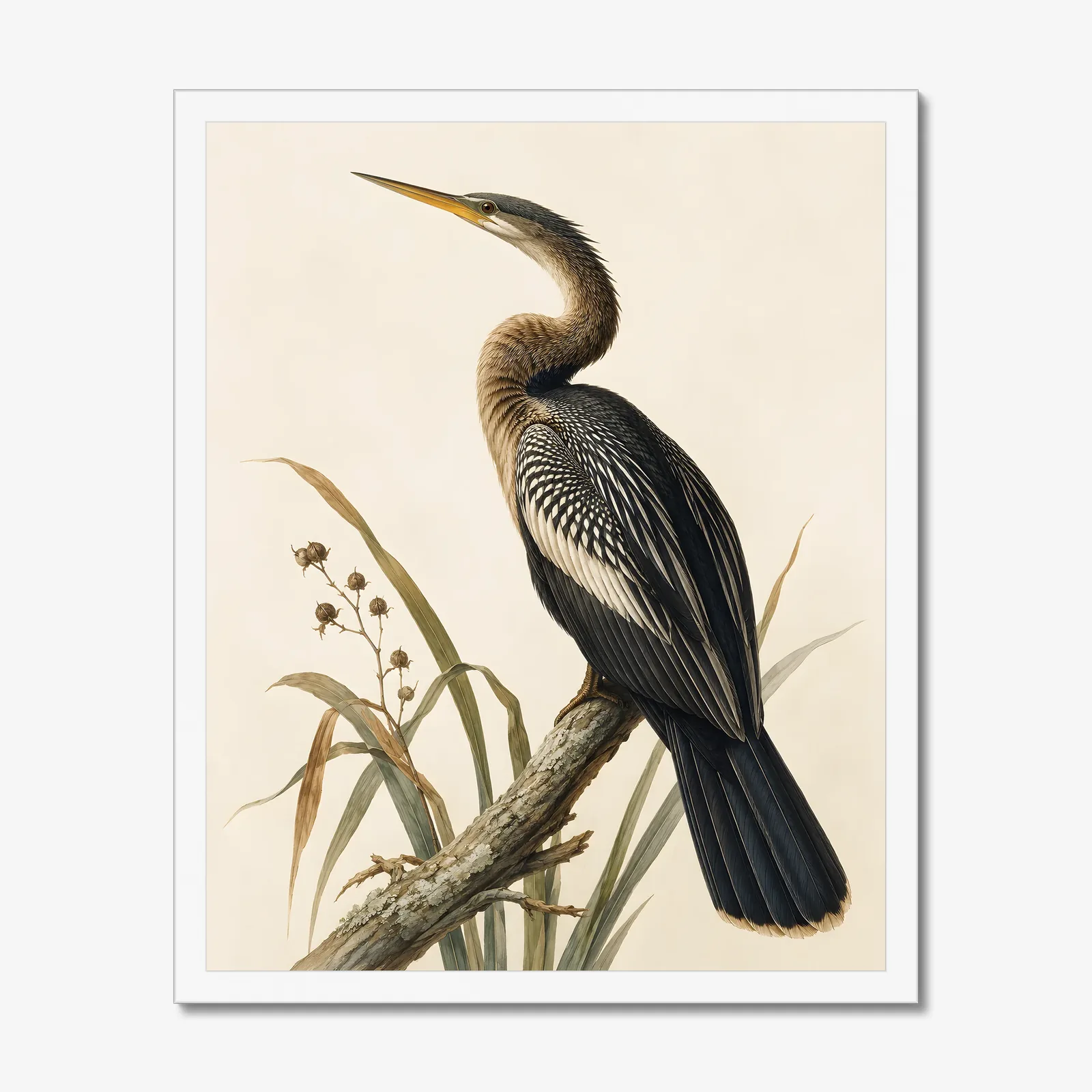 Anhinga Print in a white frame