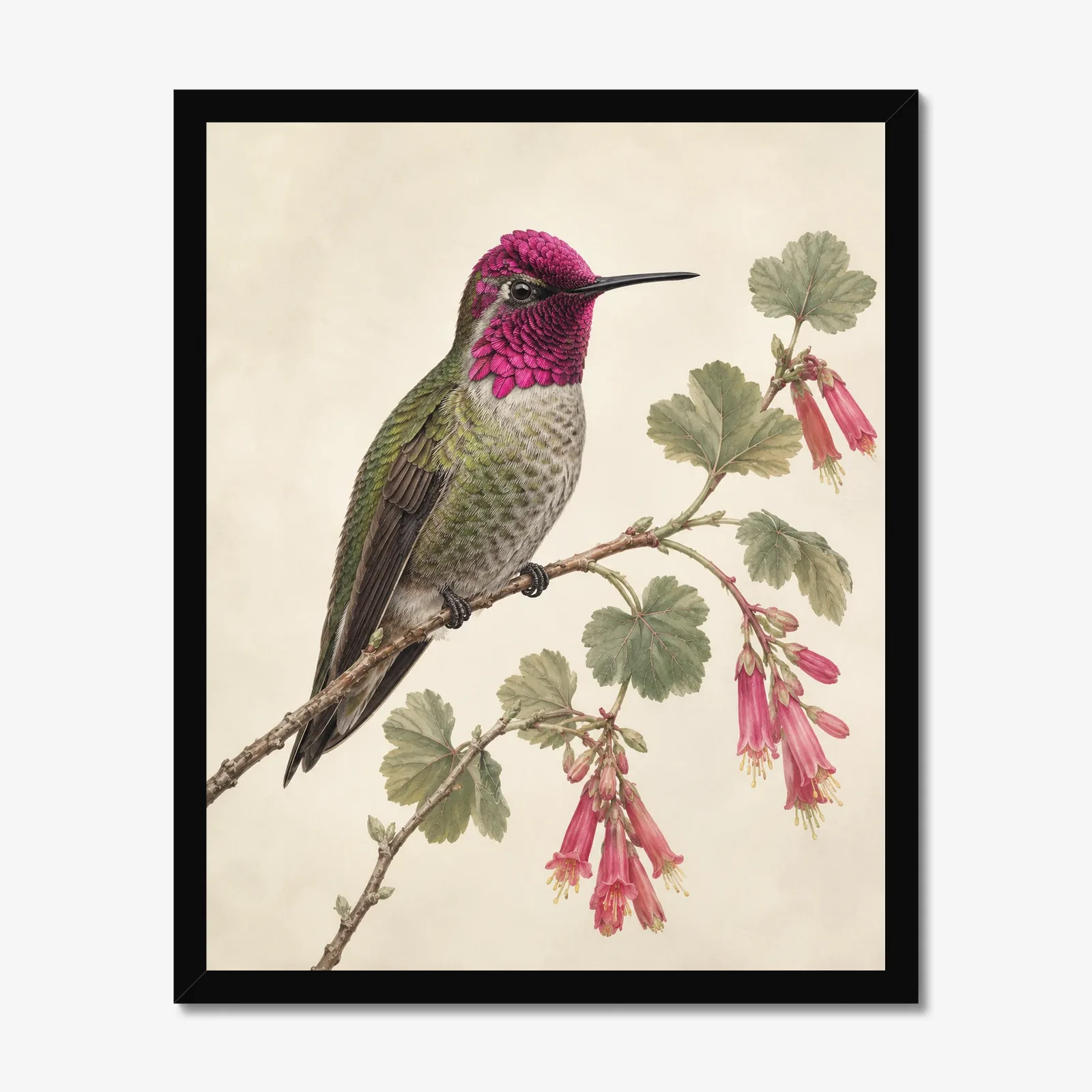 Anna's Hummingbird Print in a black frame