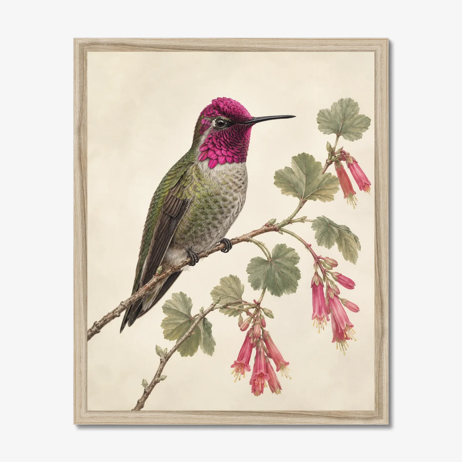 Anna's Hummingbird Print in a natural frame