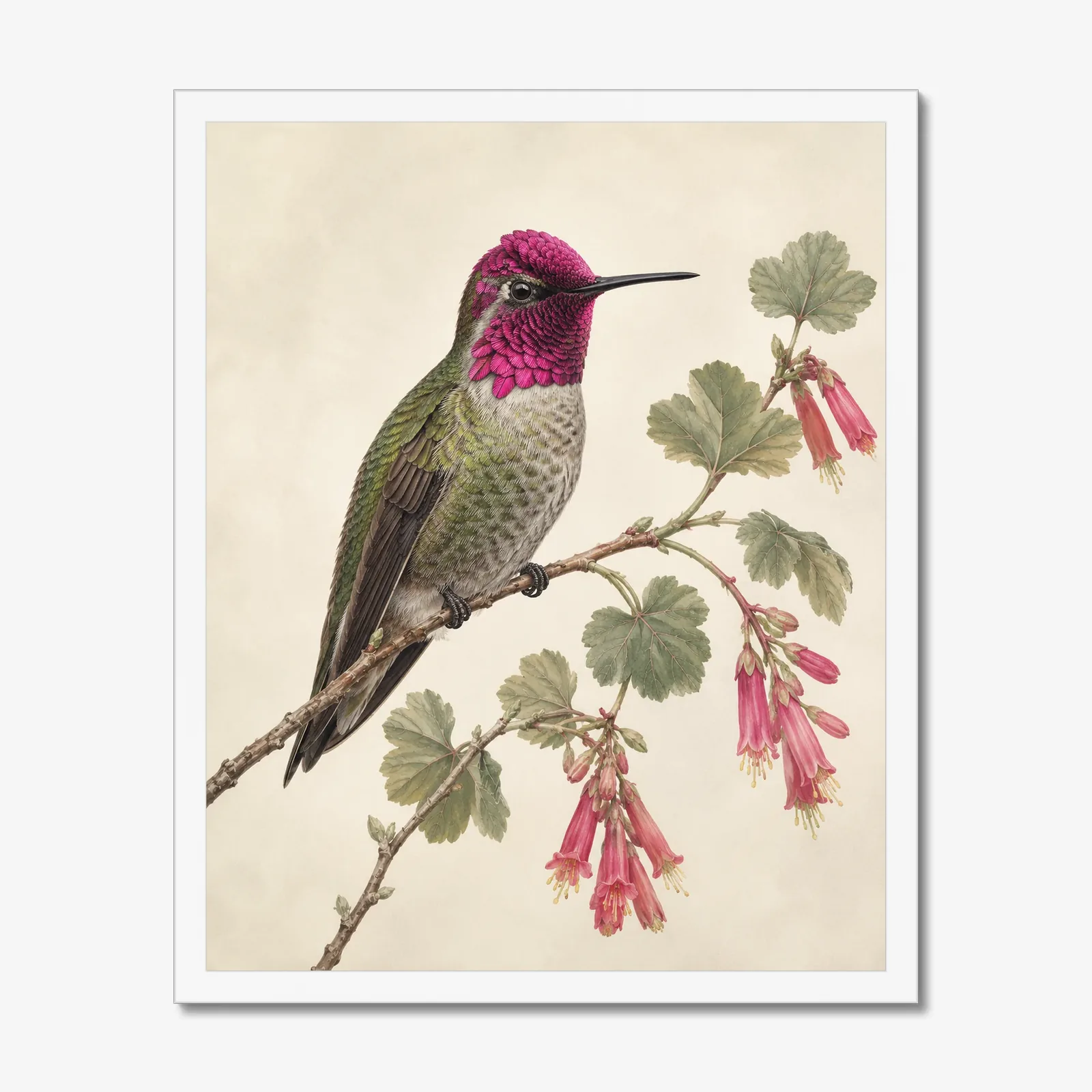 Anna's Hummingbird Print in a white frame