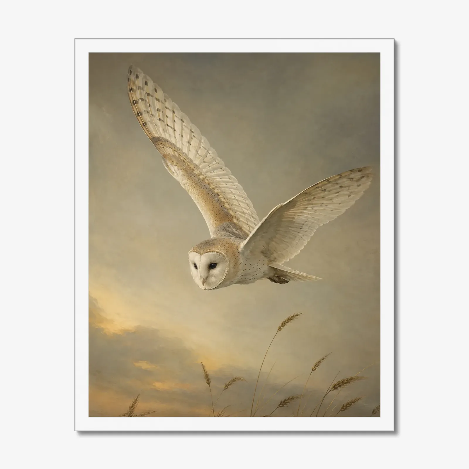 Barn Owl Print in a white frame