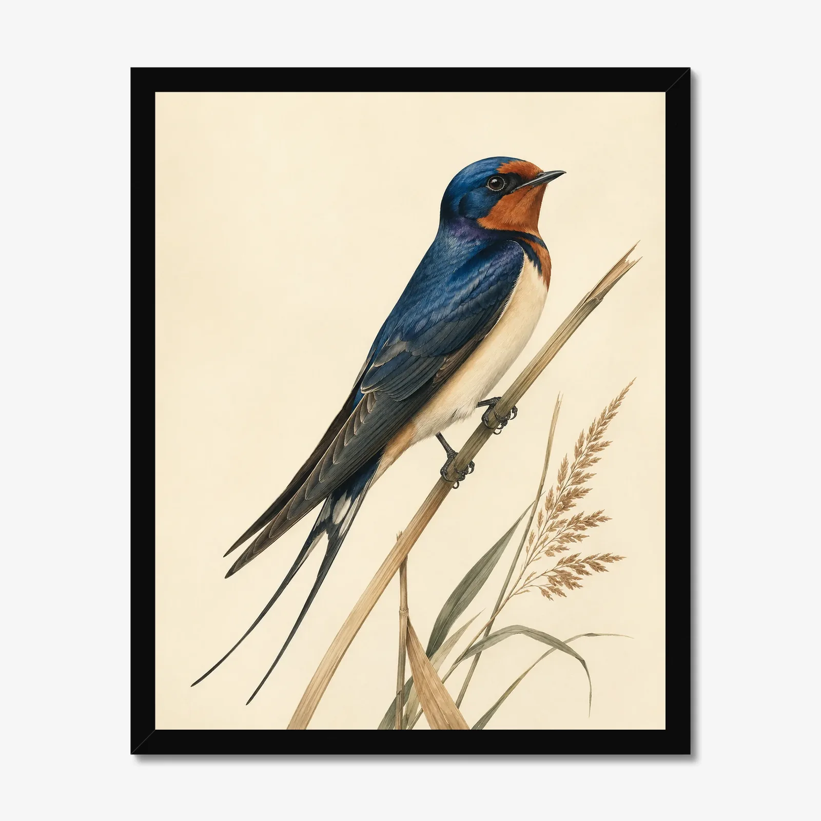 Barn Swallow Print in a black frame
