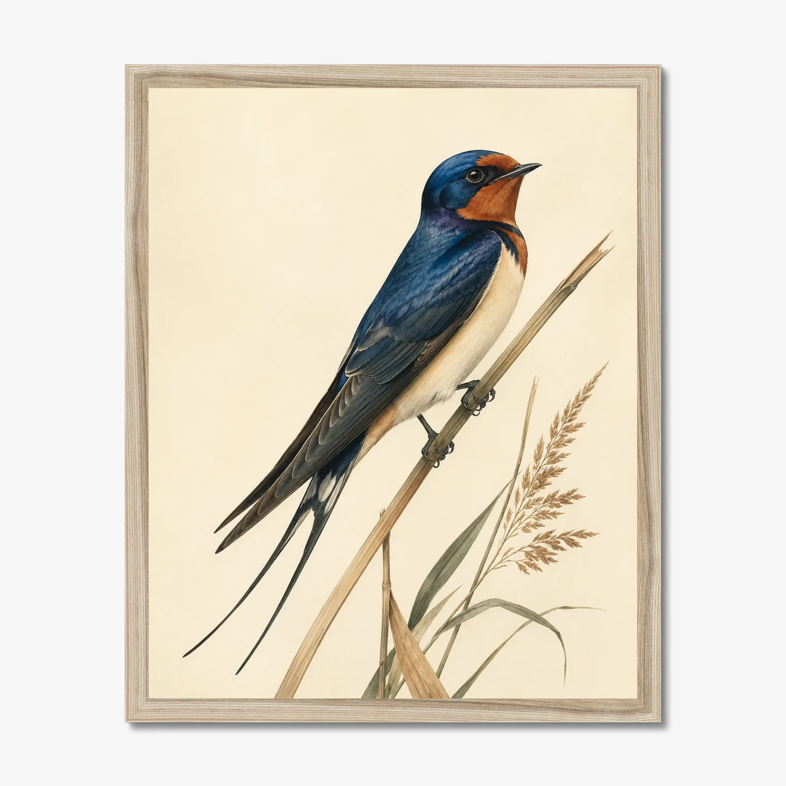 Barn Swallow Print in a natural frame