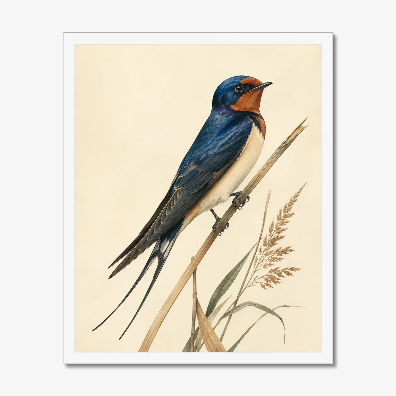 Barn Swallow Print in a white frame