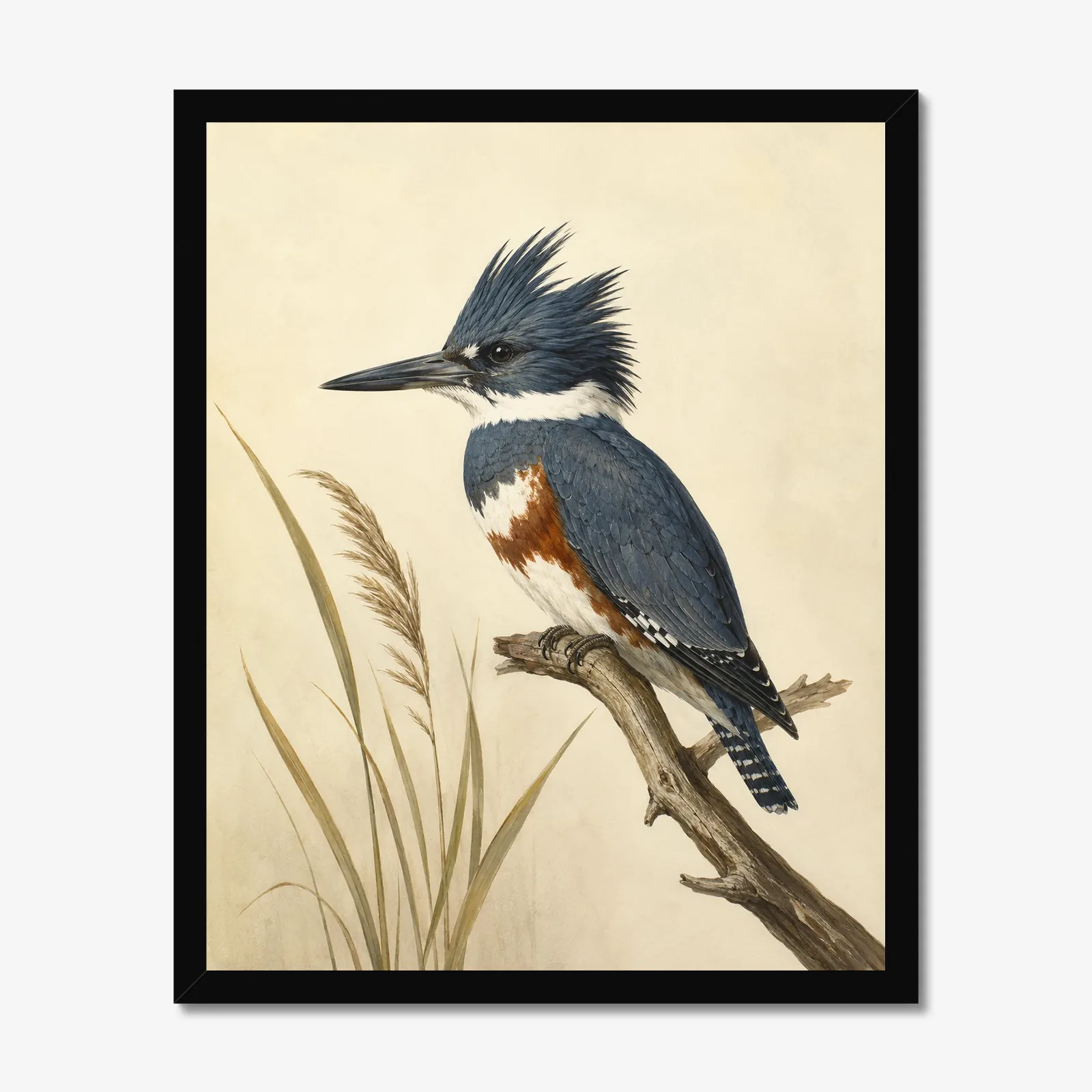 Belted Kingfisher Print in a black frame