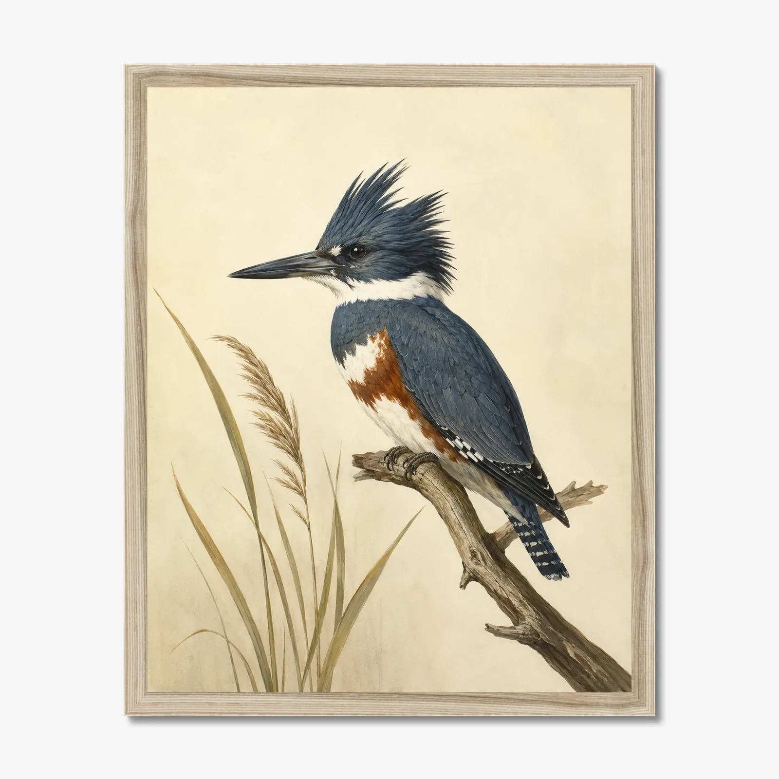 Belted Kingfisher Print in a natural frame