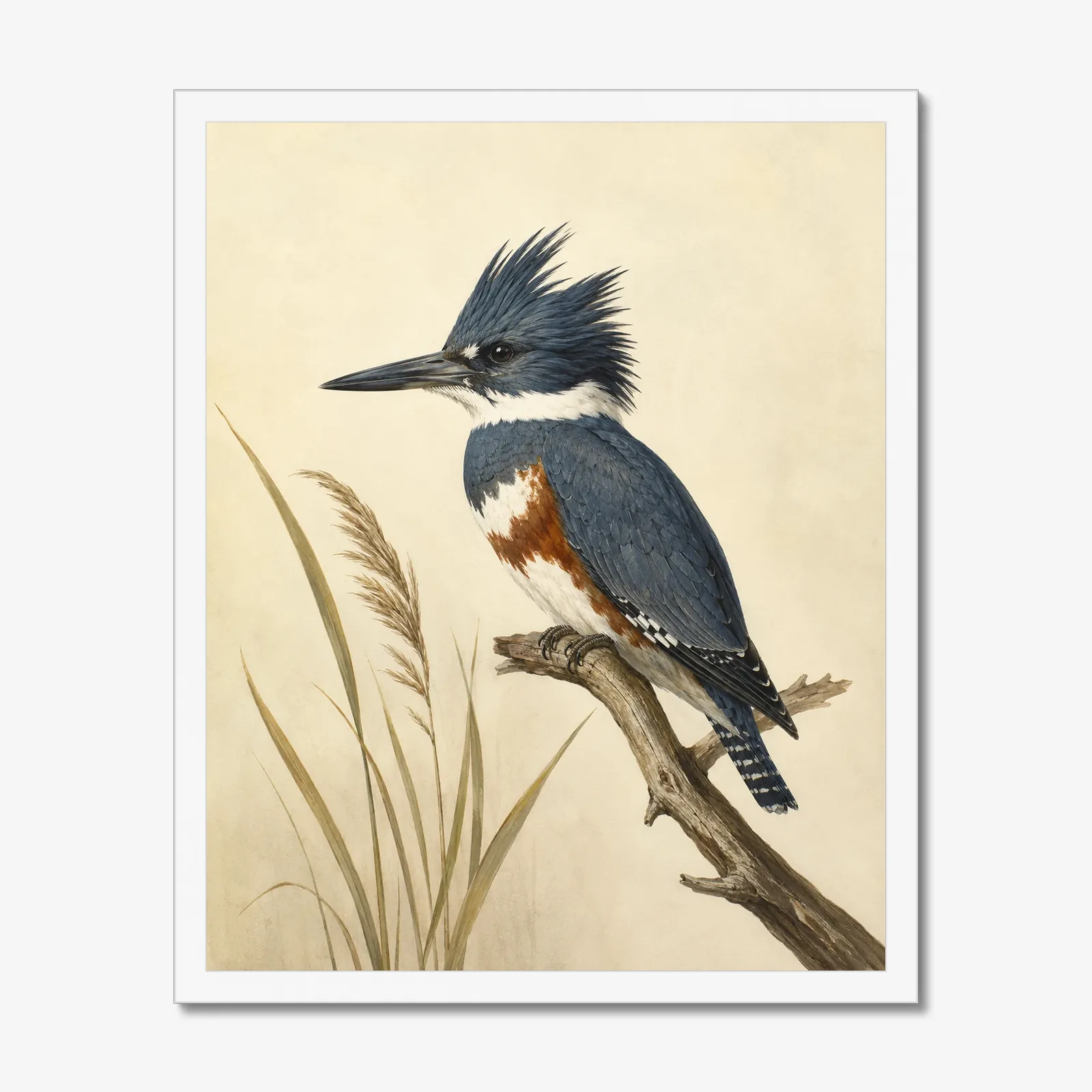 Belted Kingfisher Print in a white frame