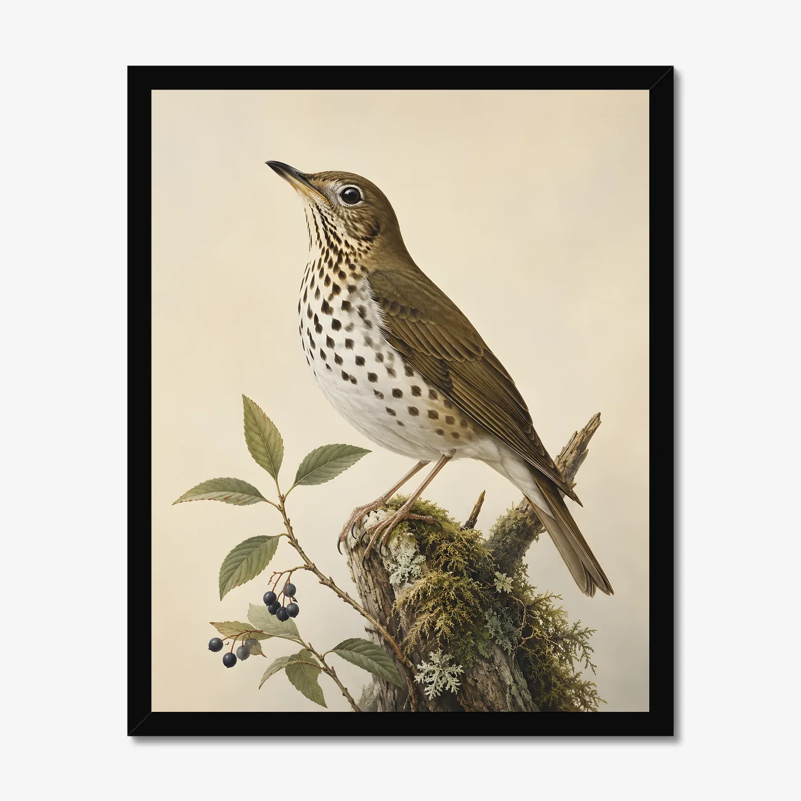 Bicknell's Thrush Print in a black frame