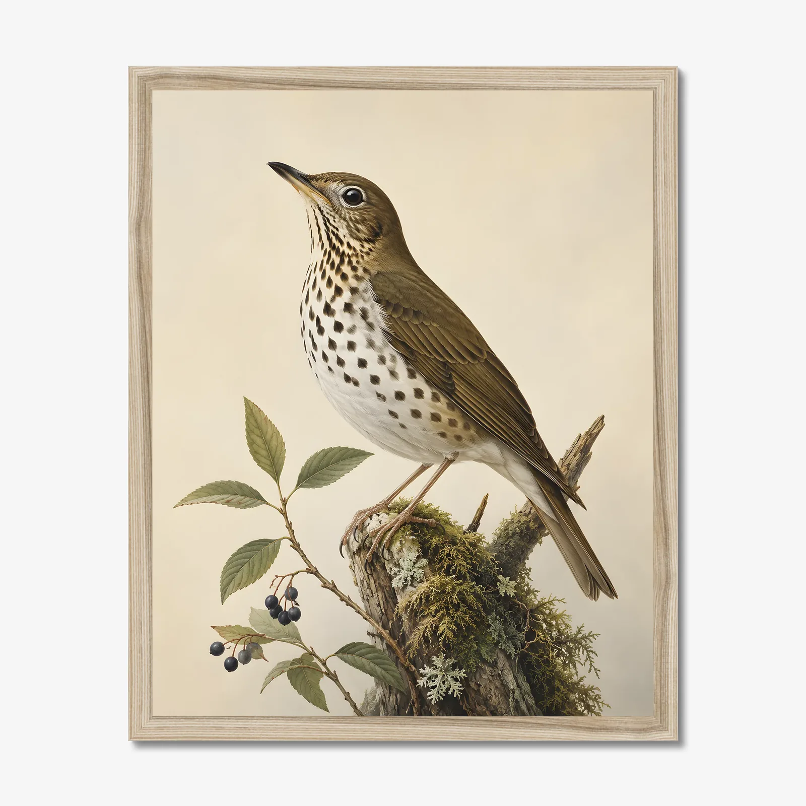 Bicknell's Thrush Print in a natural frame