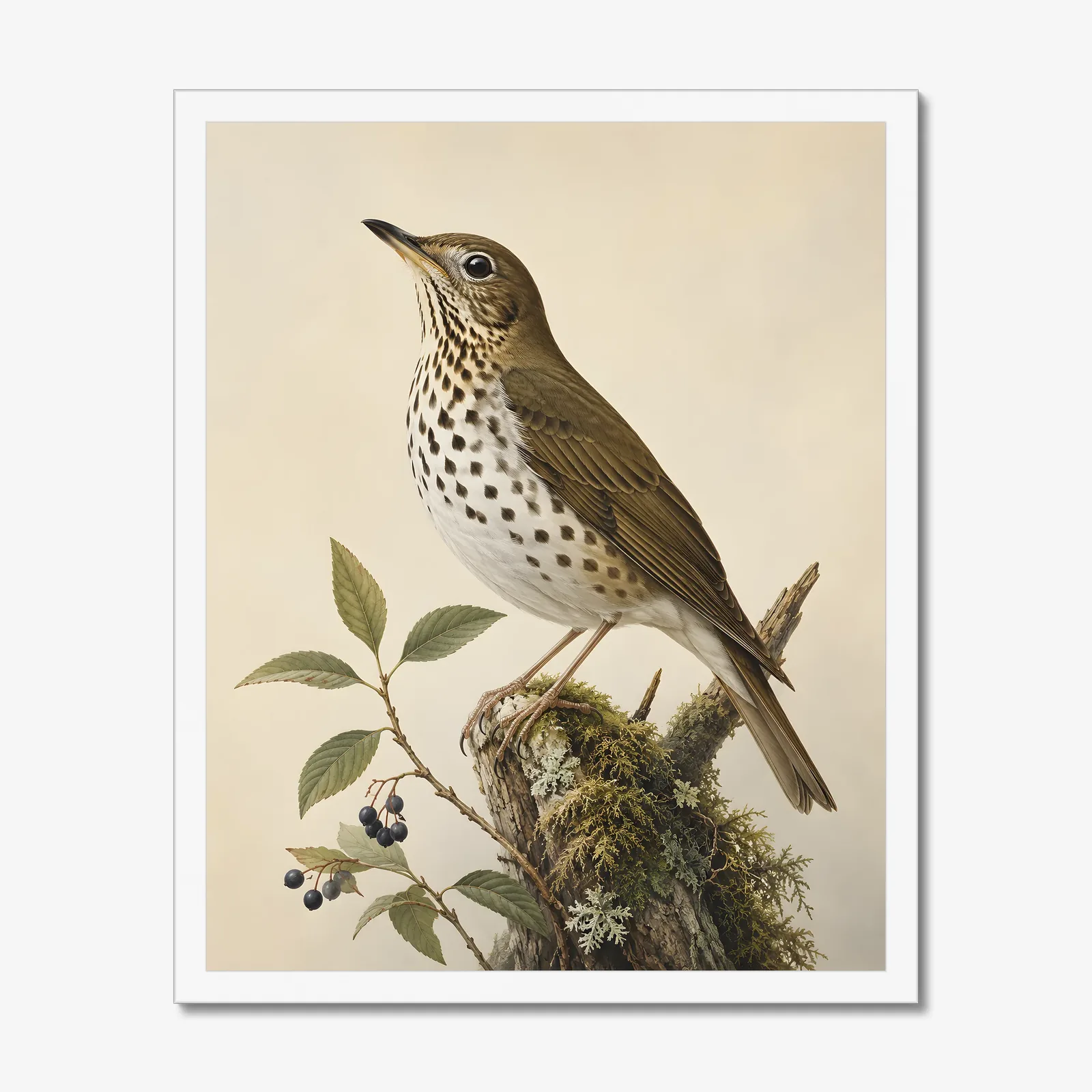 Bicknell's Thrush Print in a white frame