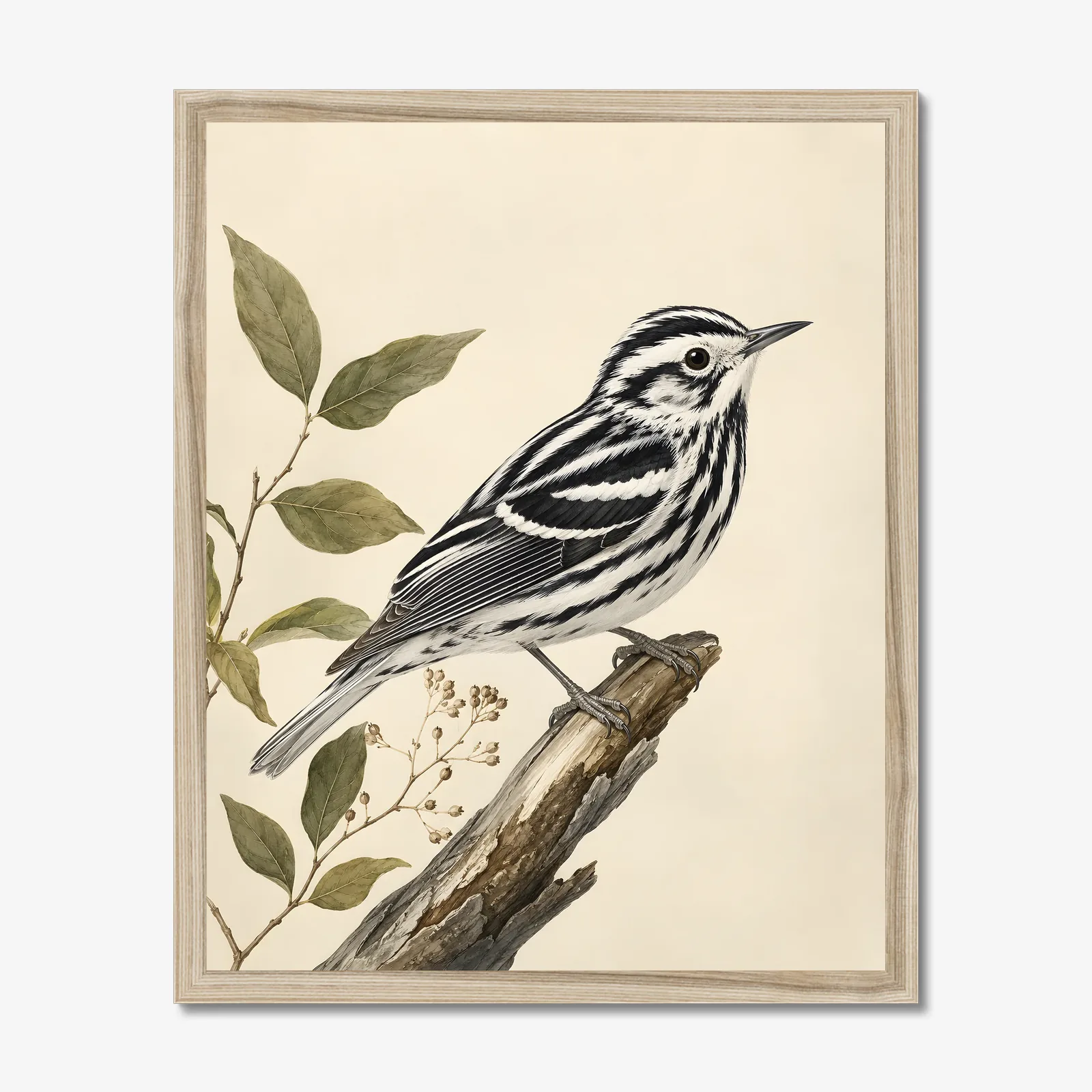 Black-and-white Warbler Print in a natural frame