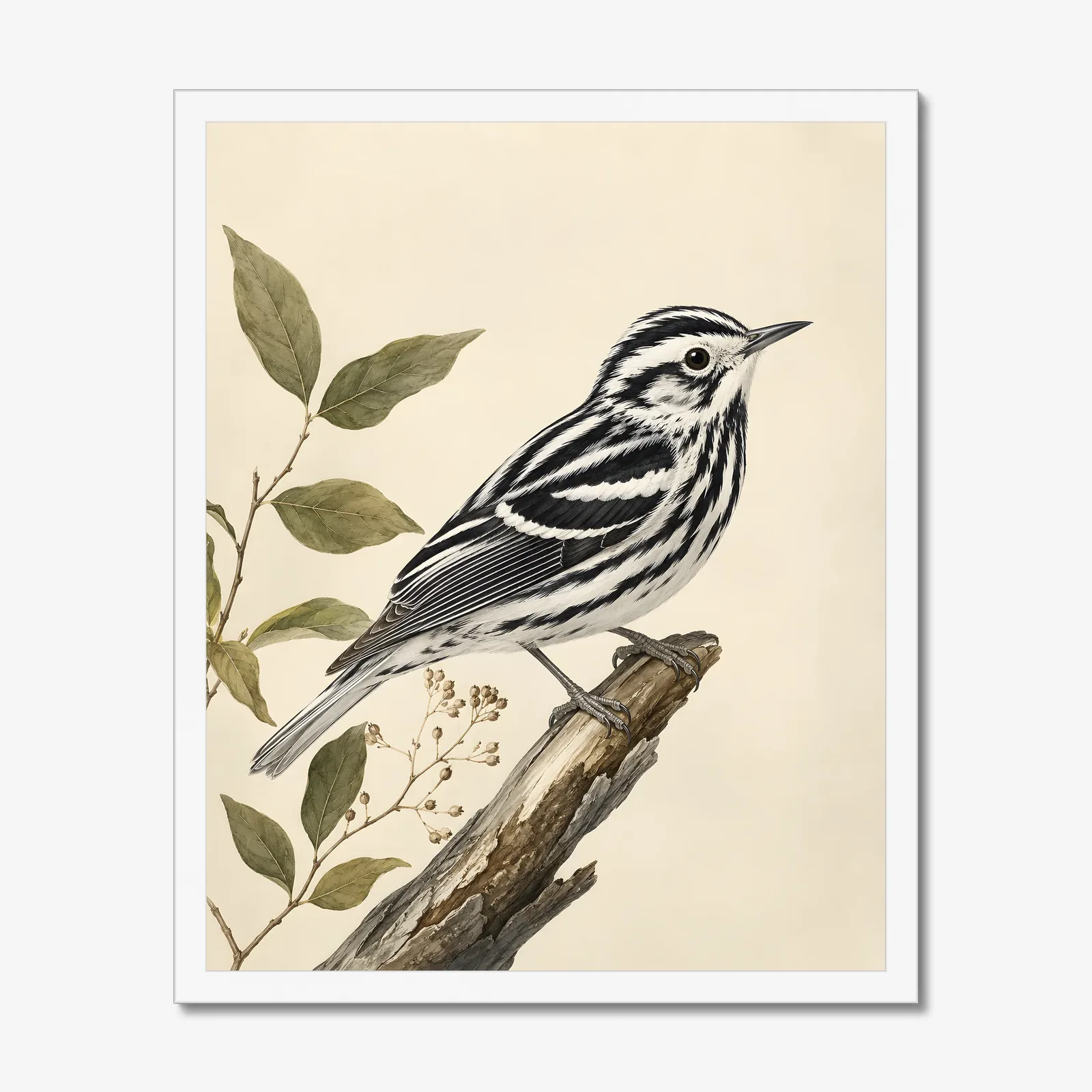 Black-and-white Warbler Print in a white frame