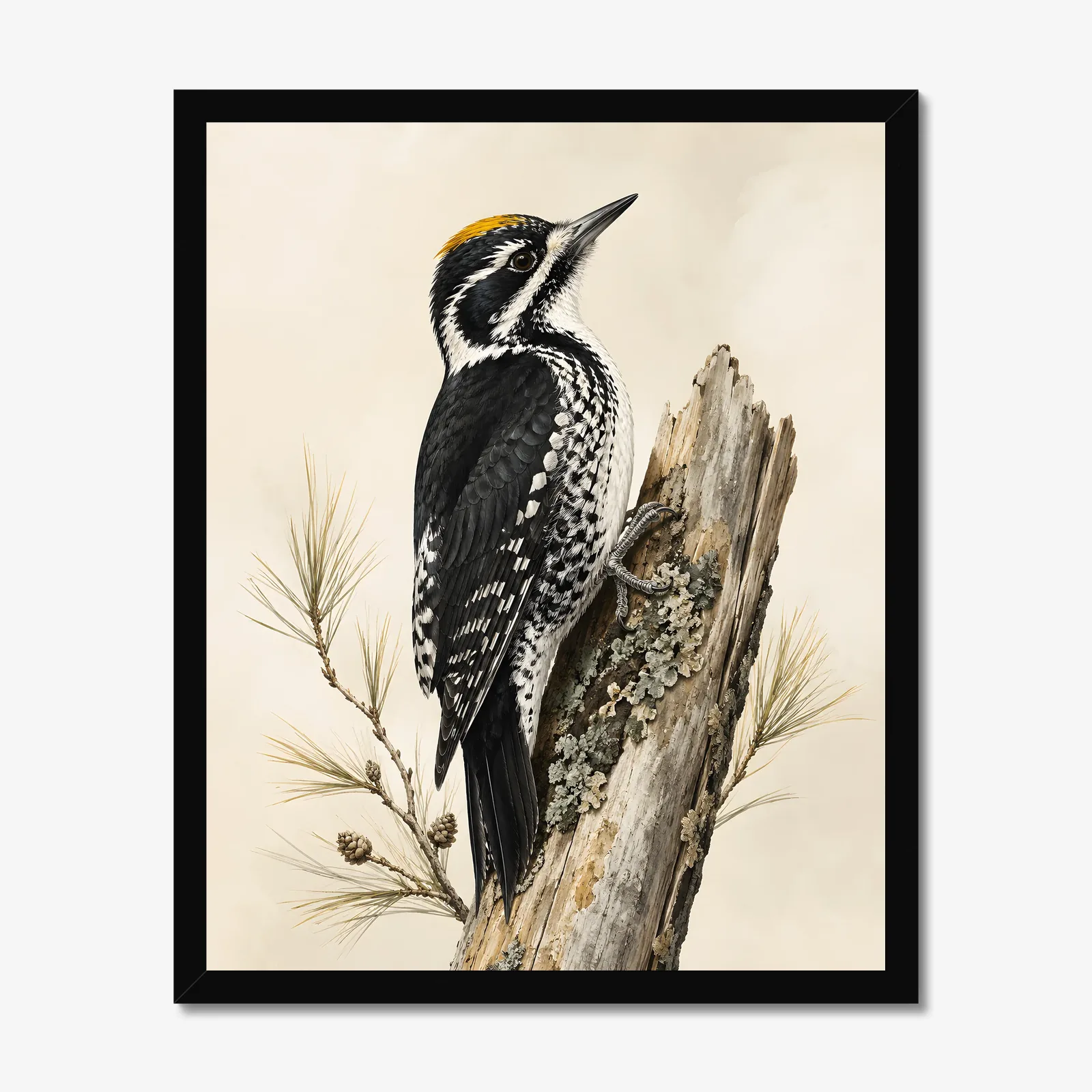 Black-backed Woodpecker Print in a black frame