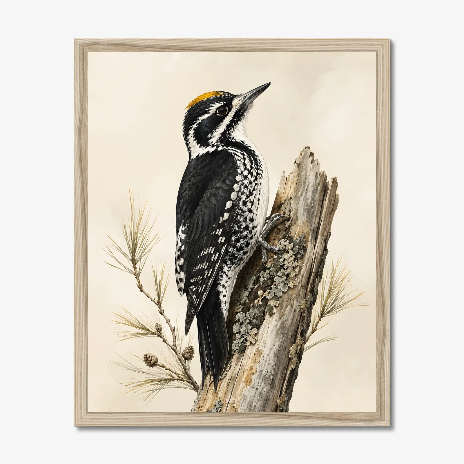 Black-backed Woodpecker Print in a natural frame