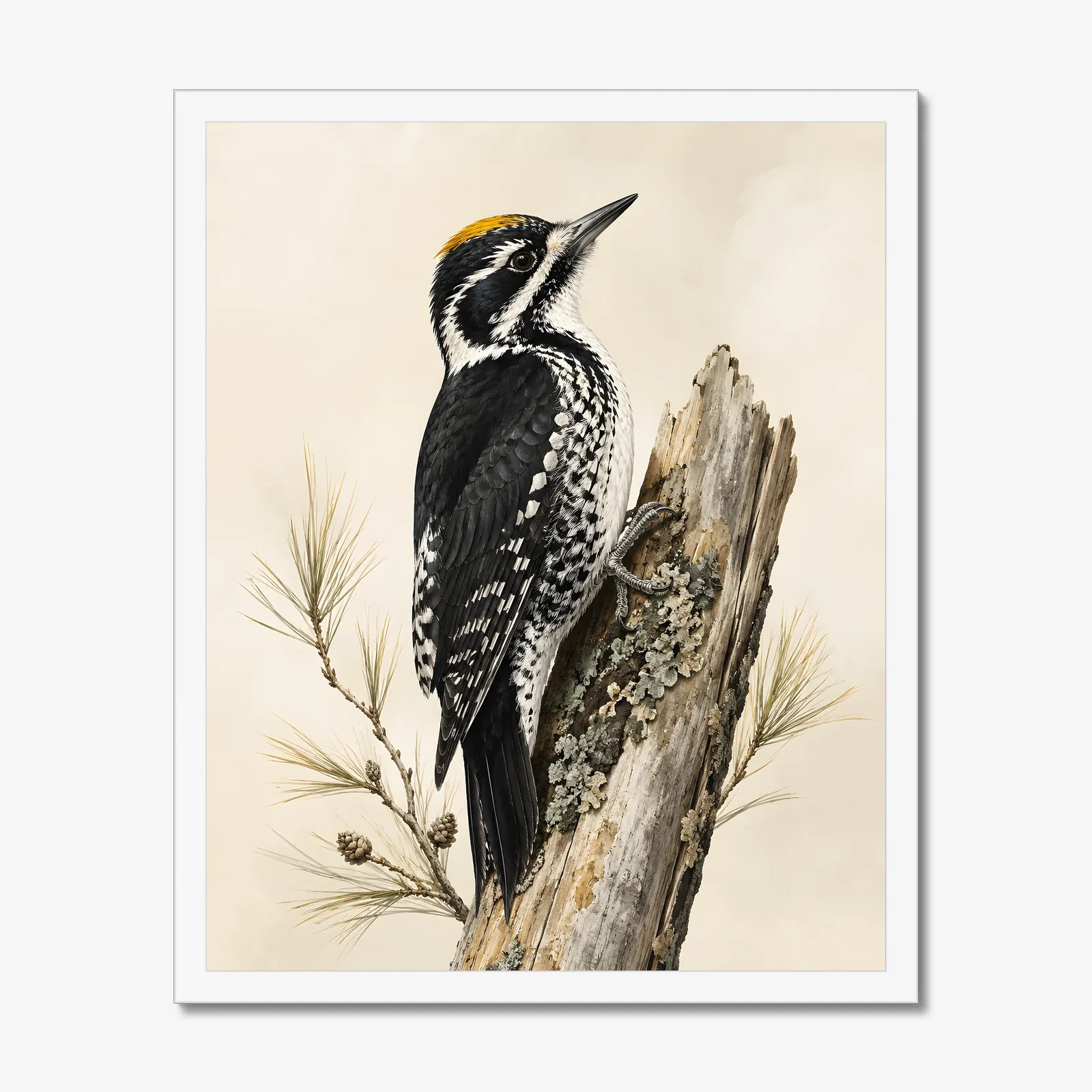 Black-backed Woodpecker Print in a white frame