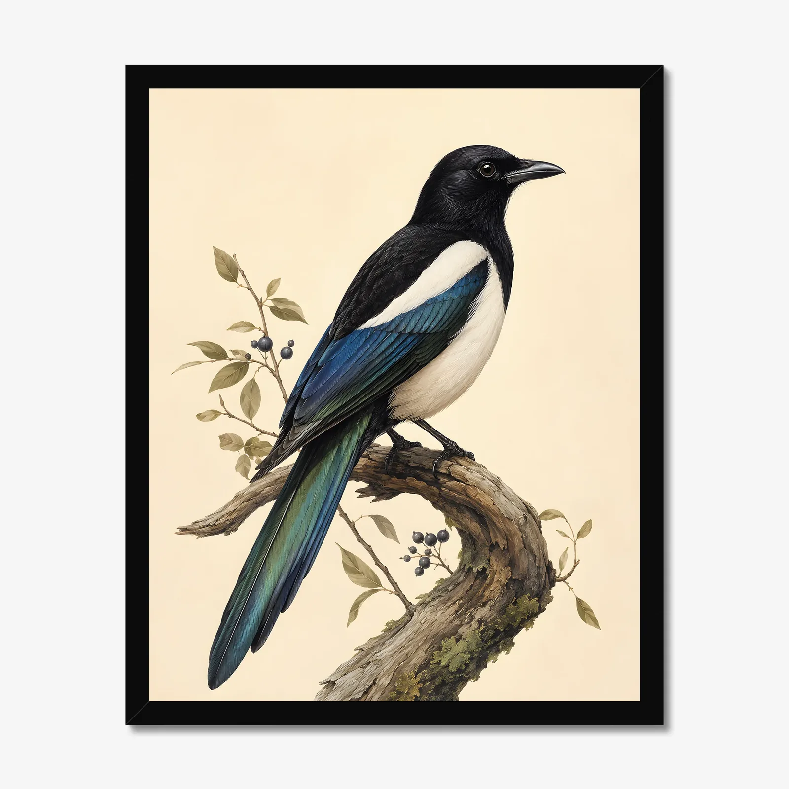 Black-billed Magpie Print in a black frame