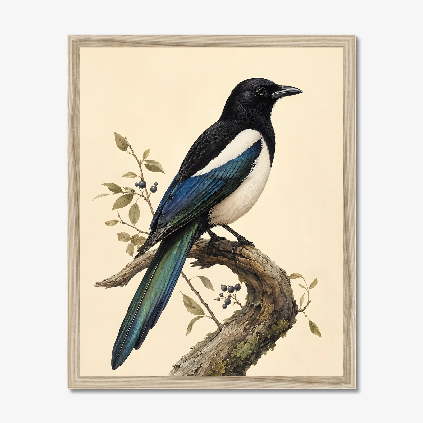 Black-billed Magpie Print in a natural frame